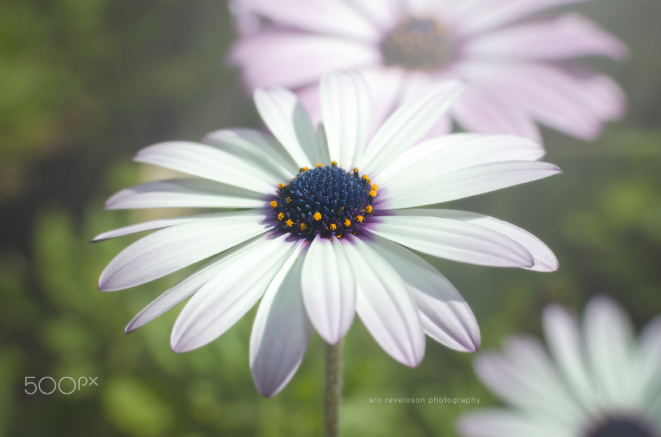 Nikon D7000 + Sigma 35mm F1.4 DG HSM Art sample photo. Beautiful nature 9 photography