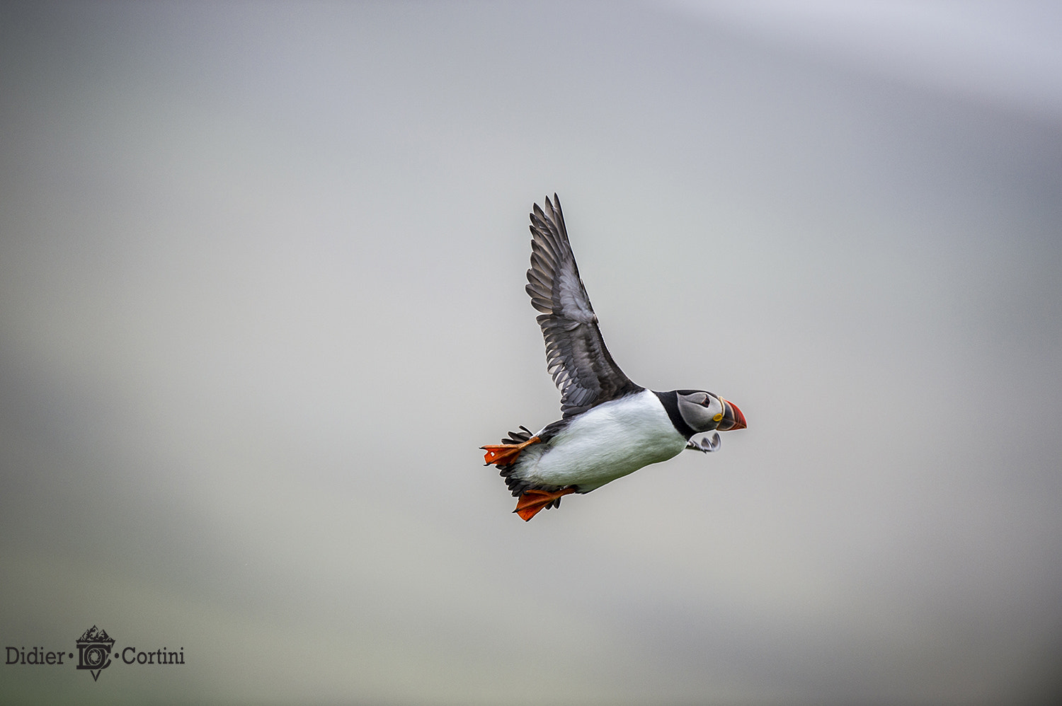 Nikon D4S + Nikon AF-S Nikkor 500mm F4G ED VR sample photo. Fly in the sky photography