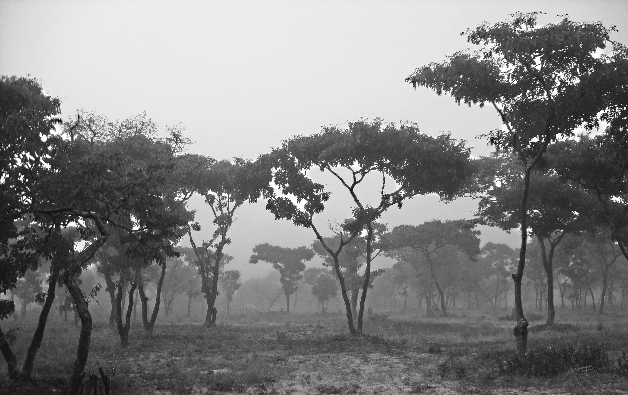 Sony DSC-W210 sample photo. Morning fog photography