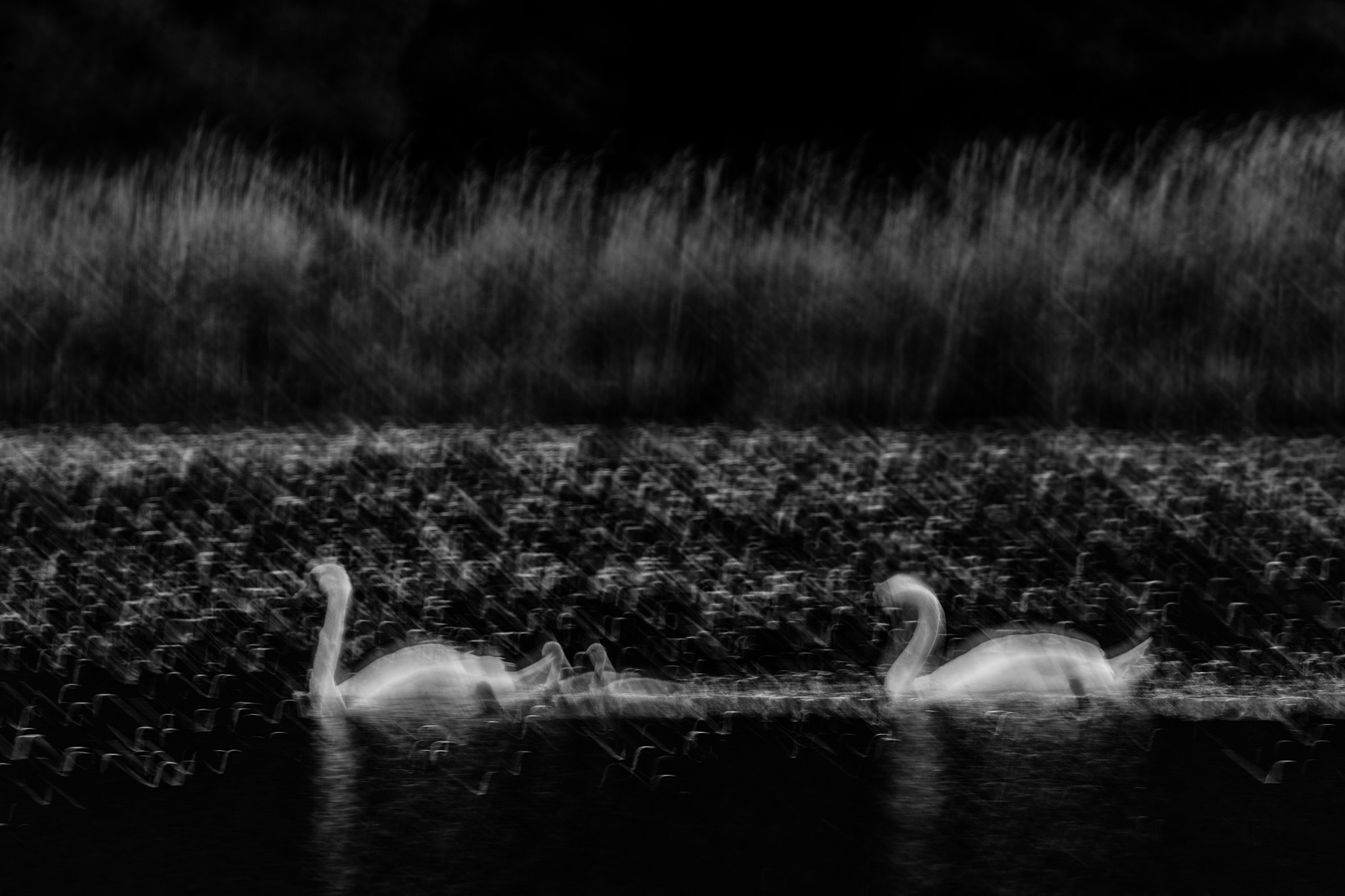 Canon EF 70-200mm F2.8L IS II USM sample photo. Swans photography