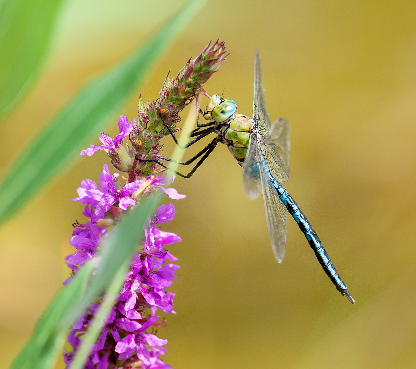 Nikon D300 + Nikon AF-S Nikkor 300mm F2.8G ED-IF VR sample photo. Blue emporer photography