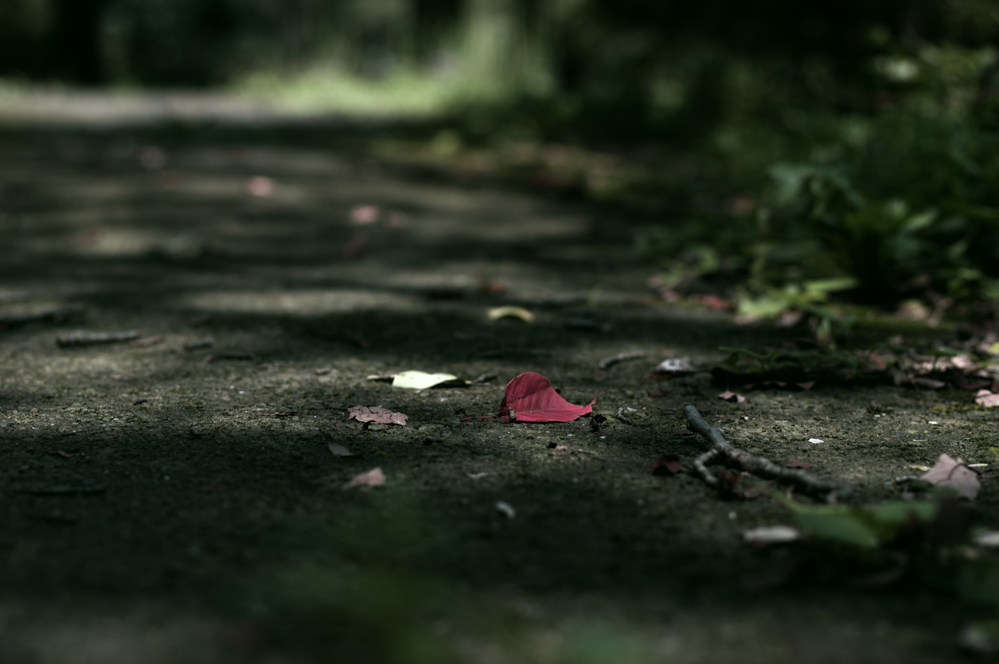 Pentax K-3 + Pentax smc DA* 55mm F1.4 SDM sample photo. The red in autumn... photography