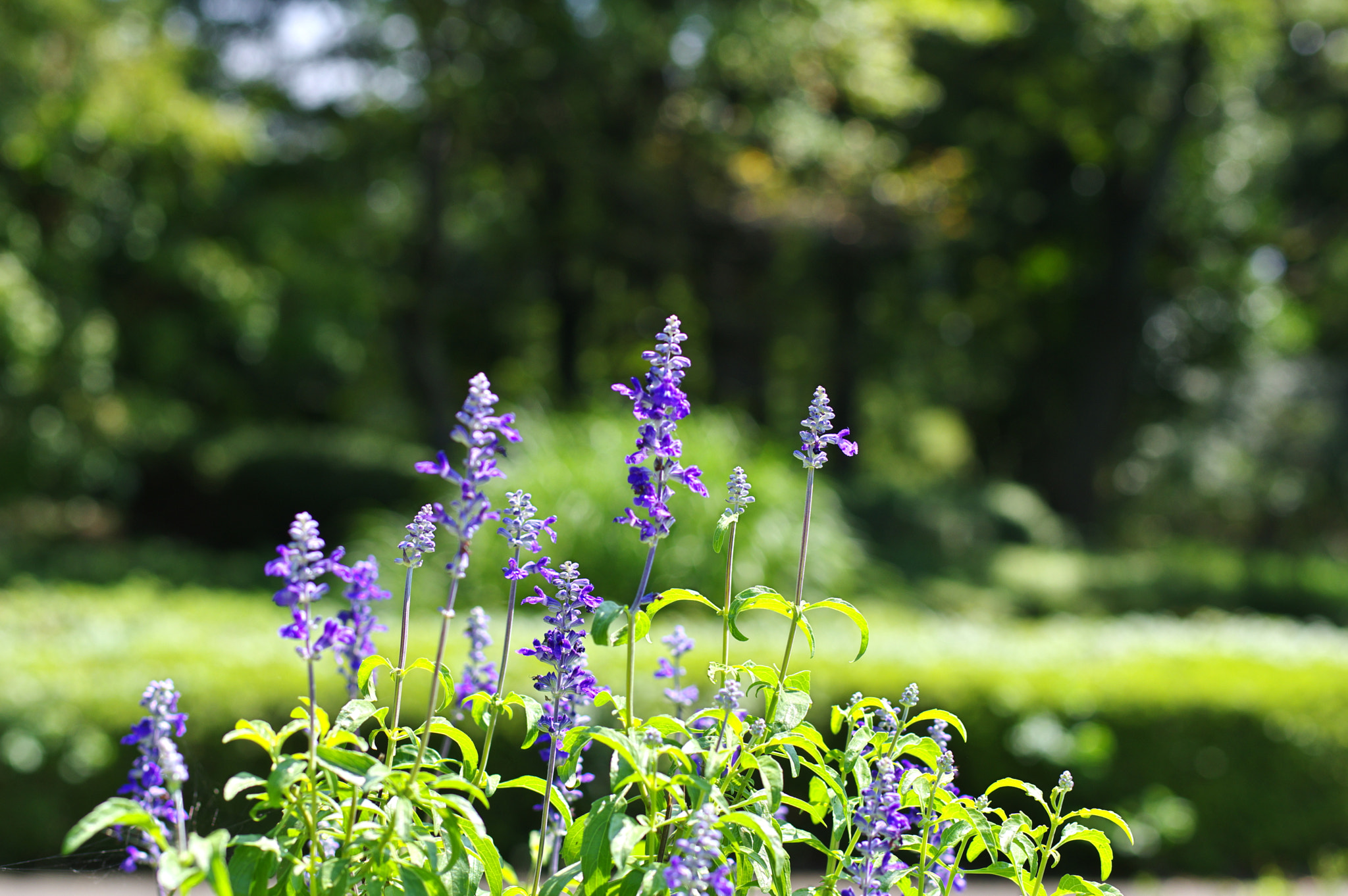 Pentax K-3 + Pentax smc DA* 55mm F1.4 SDM sample photo. Bright early autumn morning... photography