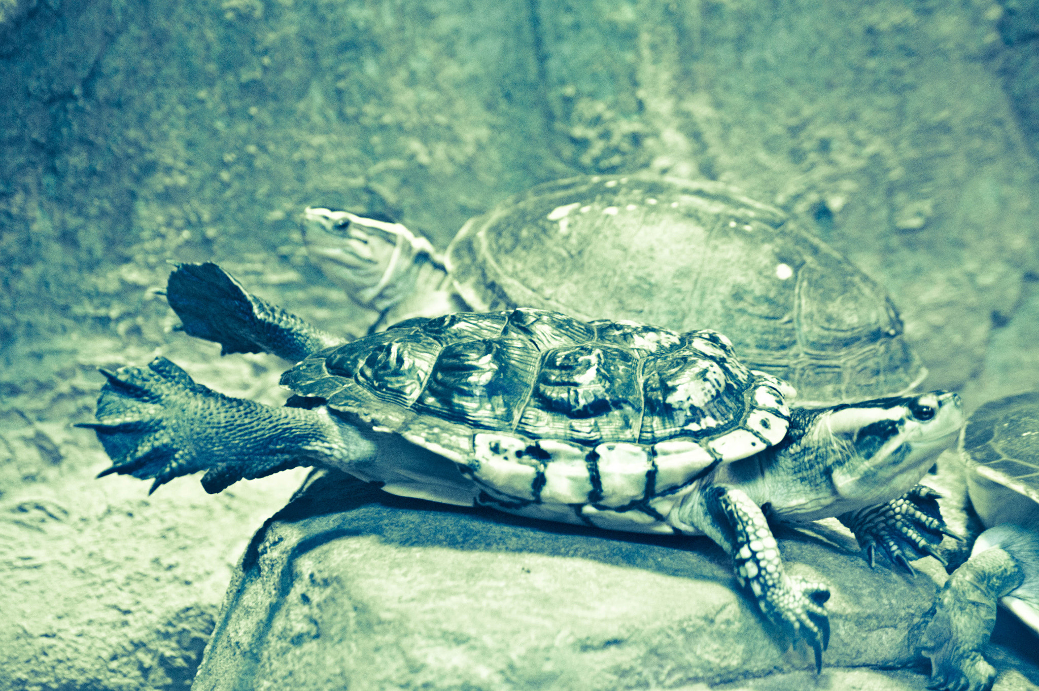 Sony DT 55-200mm F4-5.6 SAM sample photo. Flying turtle photography