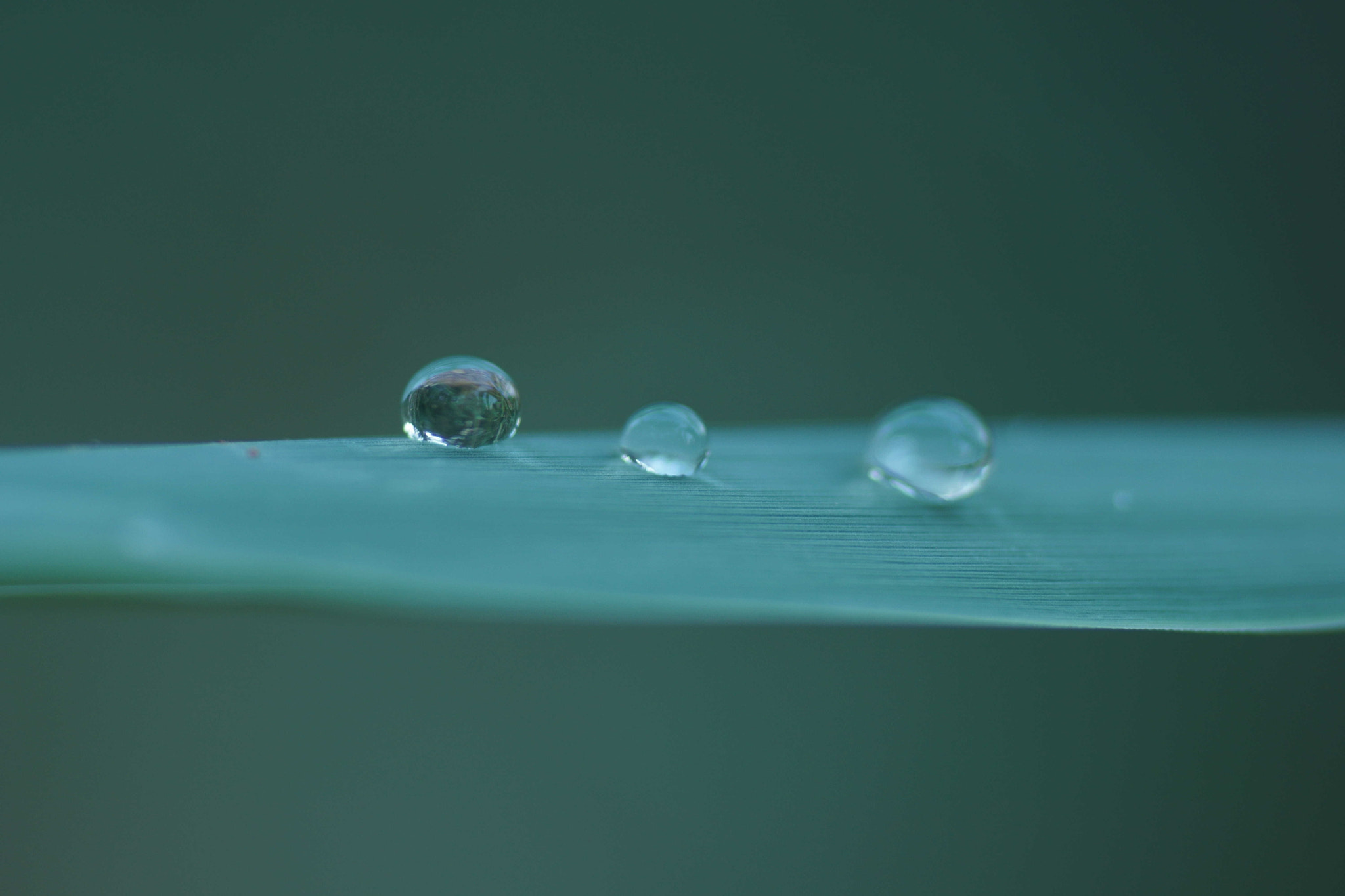 Sony a6000 + Tamron SP AF 90mm F2.8 Di Macro sample photo. Tras la lluvia photography