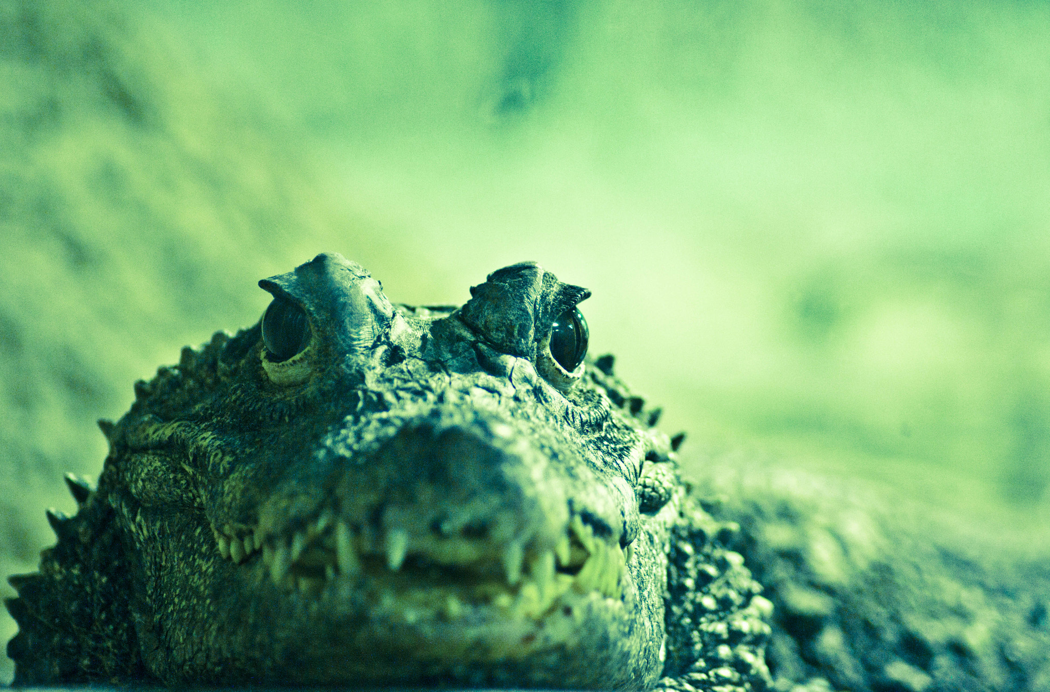 Sony DT 55-200mm F4-5.6 SAM sample photo. Crocodile photography