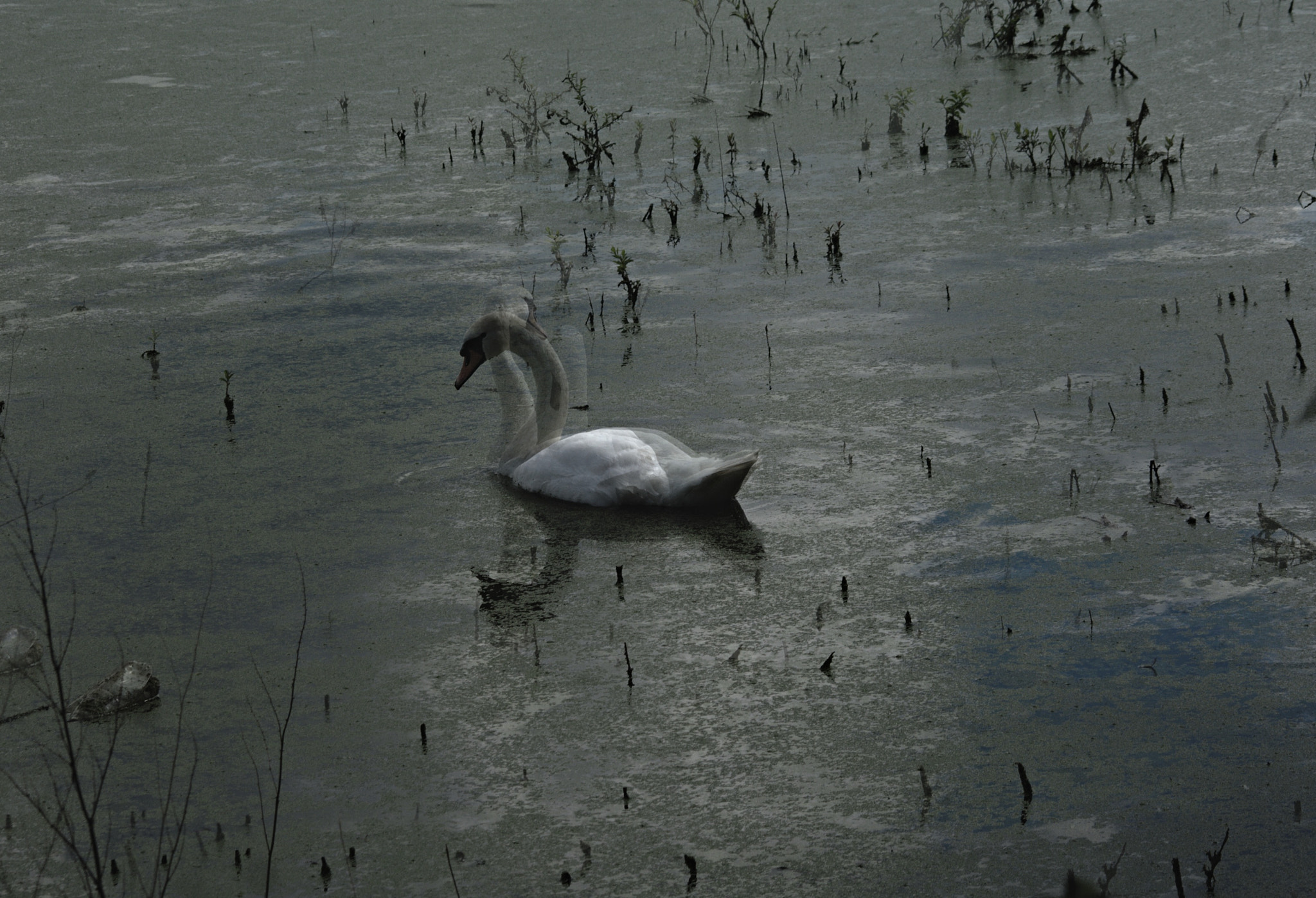 Canon EOS 350D (EOS Digital Rebel XT / EOS Kiss Digital N) sample photo. Swan photography