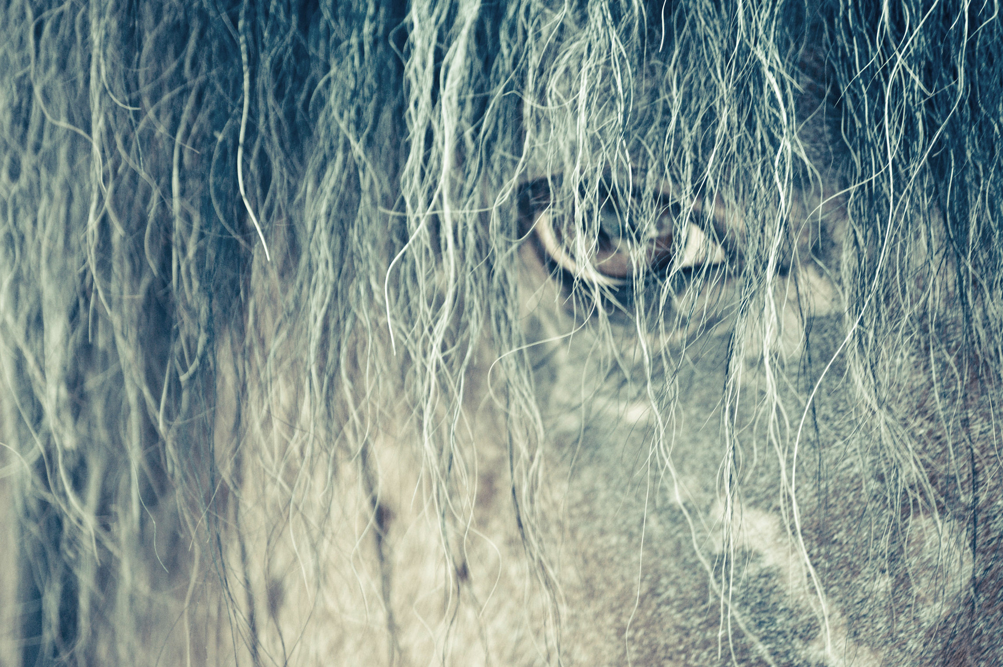 Sony DT 55-200mm F4-5.6 SAM sample photo. Horse's eye photography