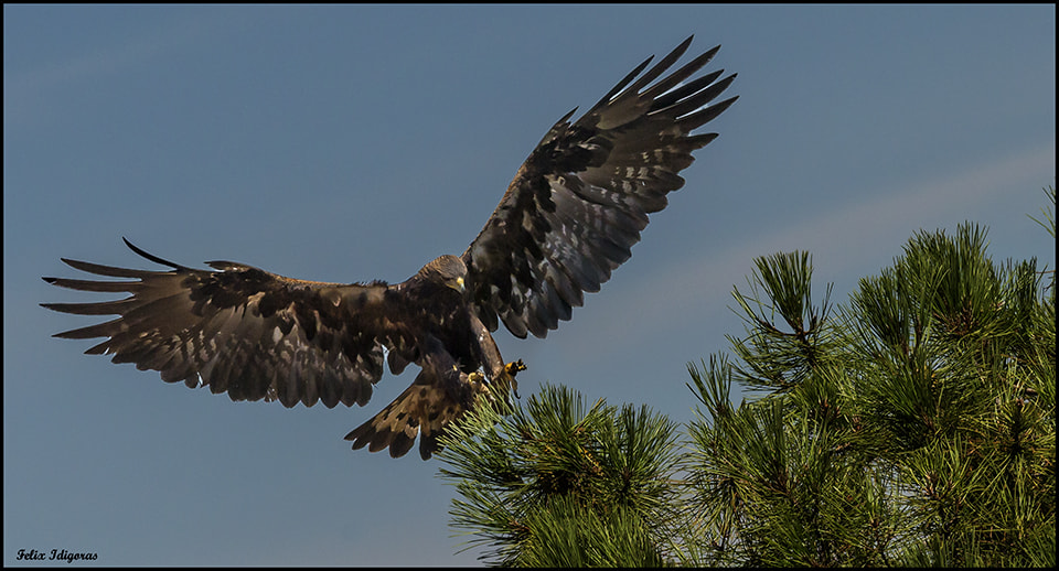 Canon EF 300mm F2.8L IS II USM sample photo. Aguila real photography