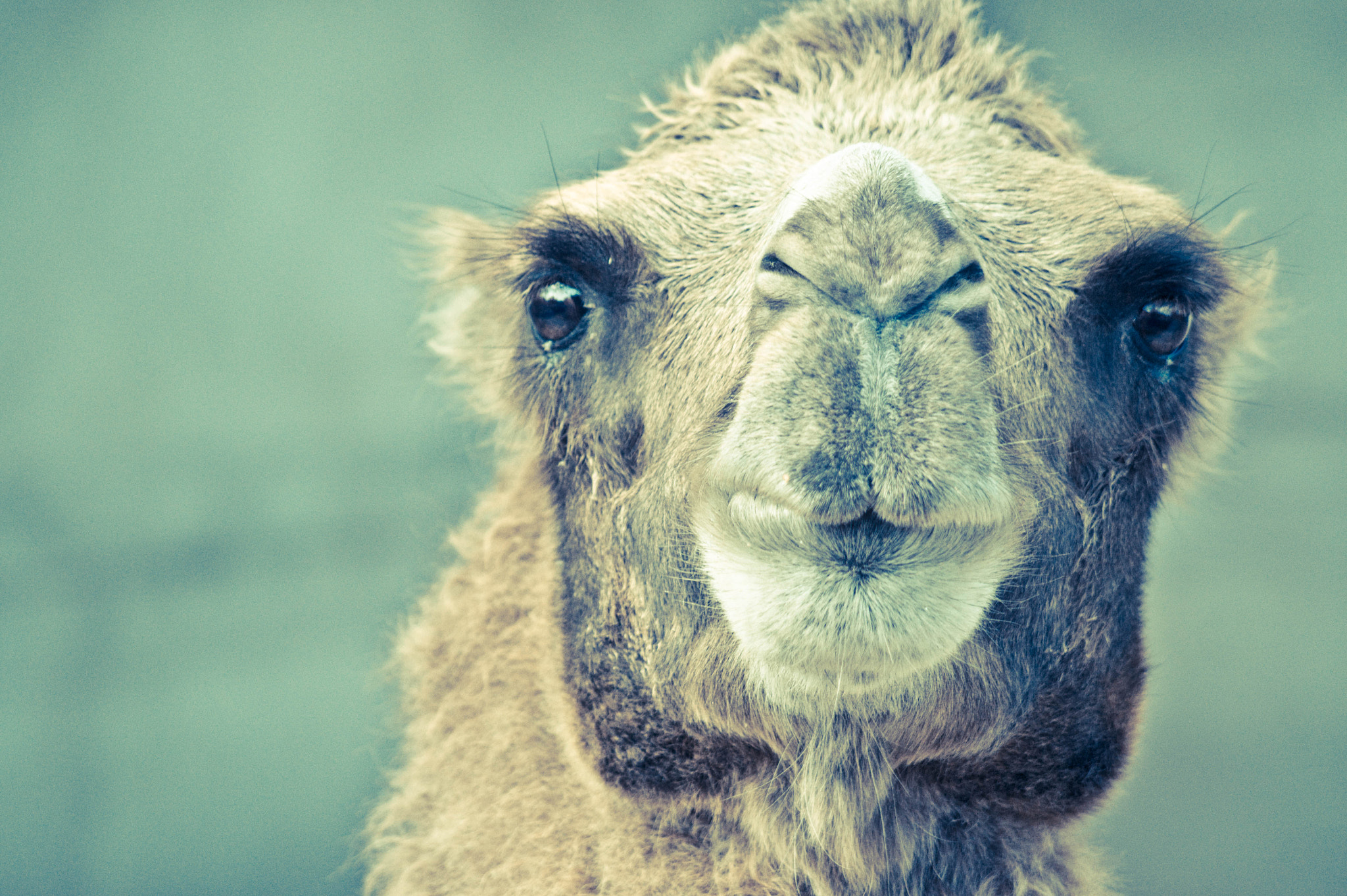 Sony DT 55-200mm F4-5.6 SAM sample photo. Camel photography