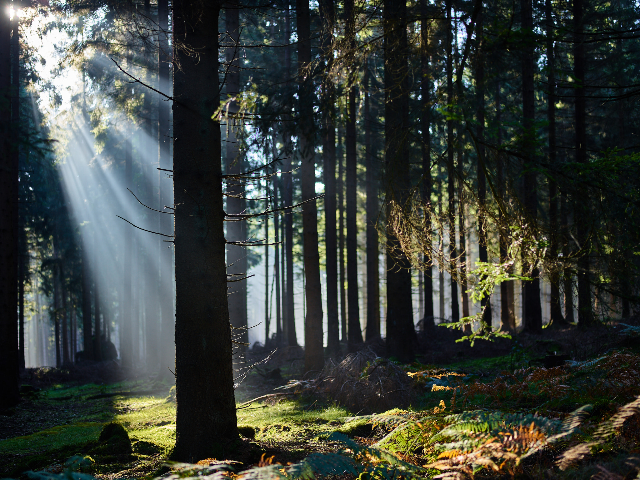 Phase One IQ3 100MP sample photo. Late summer's light in the forest photography