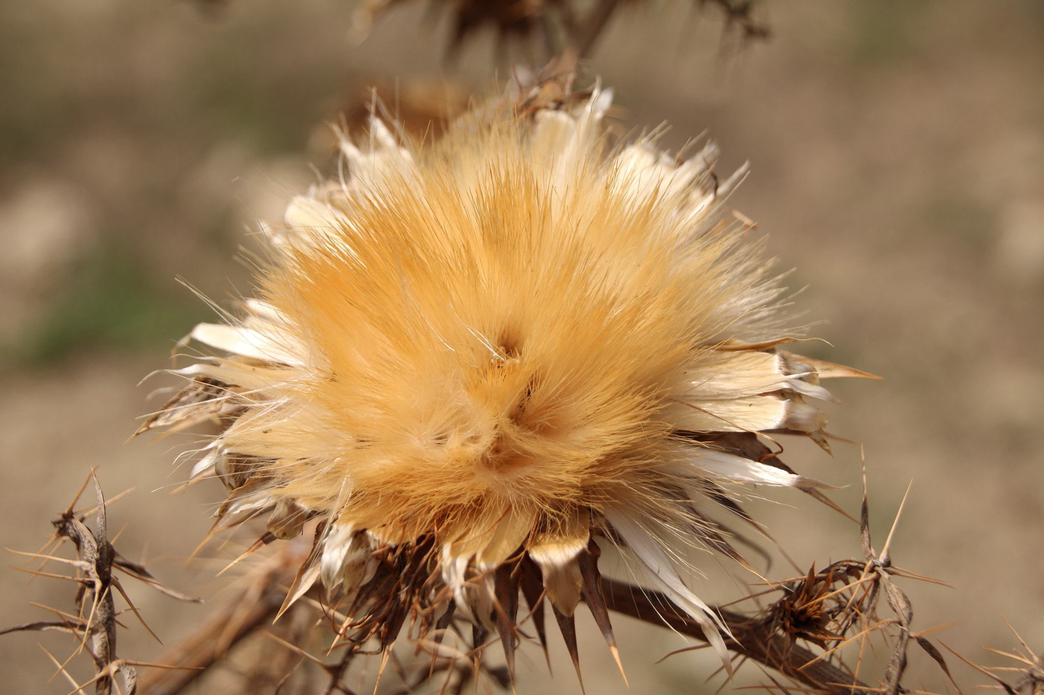 Canon EF 35-80mm f/4-5.6 sample photo. Macro photography