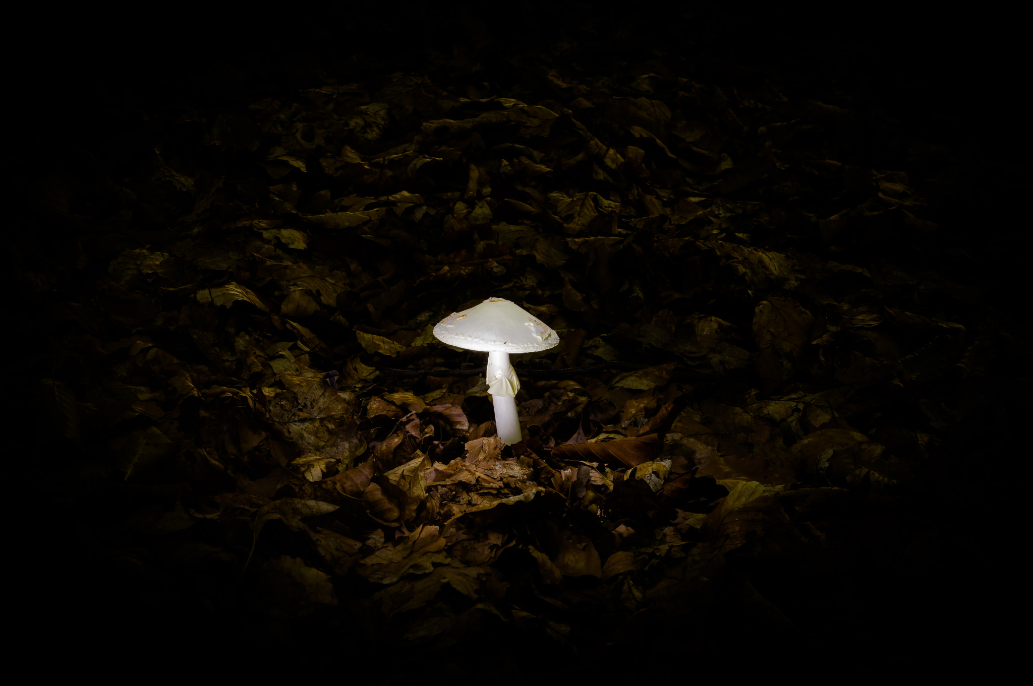 Sony SLT-A55 (SLT-A55V) + Sigma 17-70mm F2.8-4 DC Macro HSM sample photo. The light in the dark forest photography