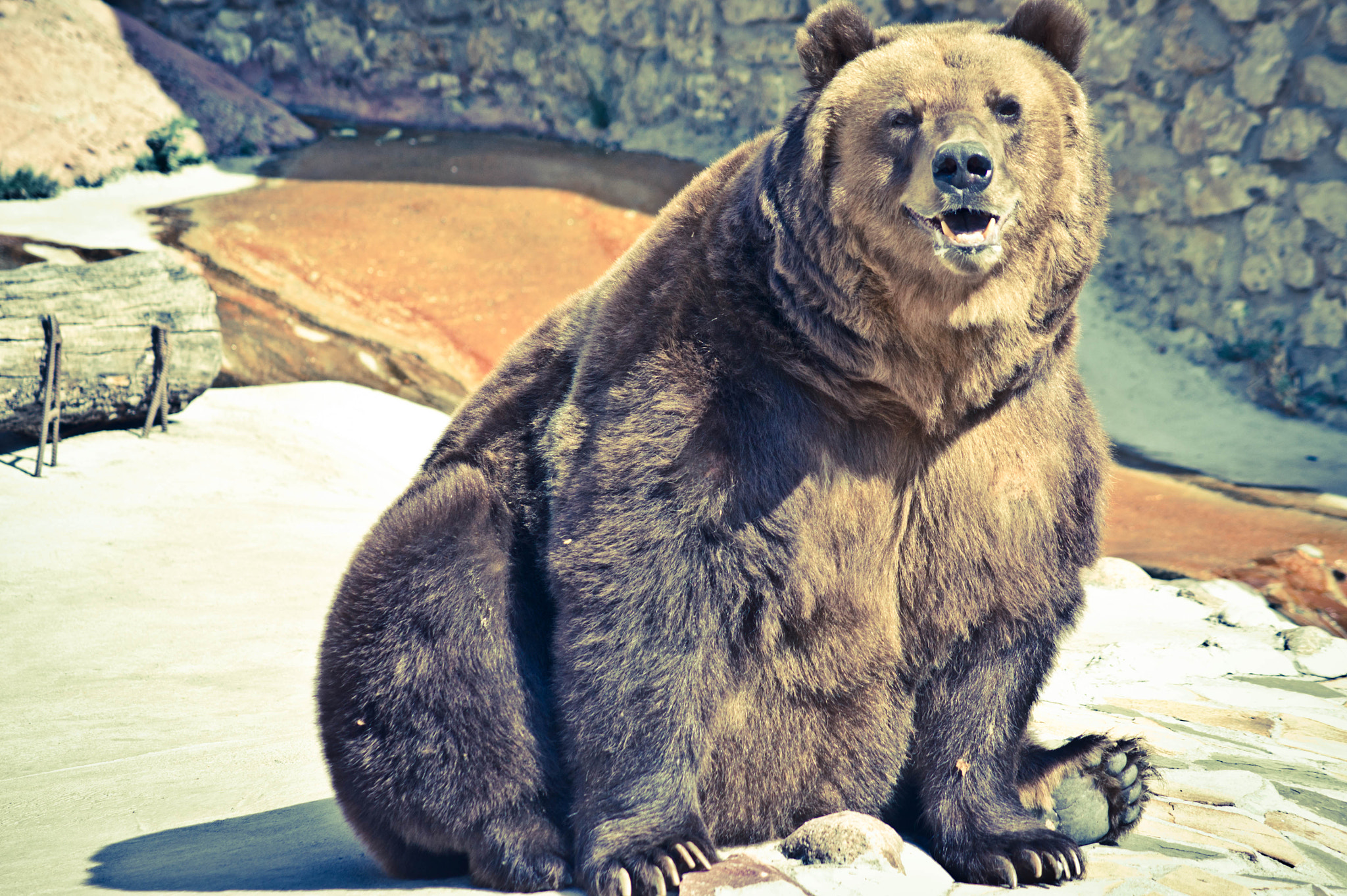 Sony DT 55-200mm F4-5.6 SAM sample photo. Smiling bear photography