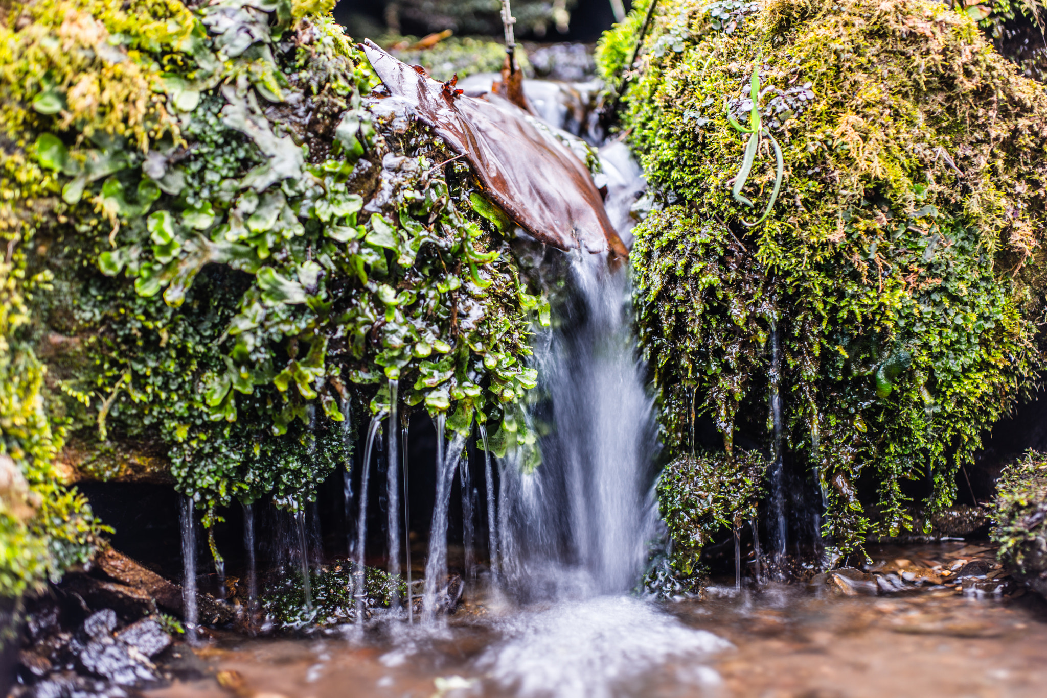 Nikon D800 + Sigma 50mm F2.8 EX DG Macro sample photo. Dartington photography