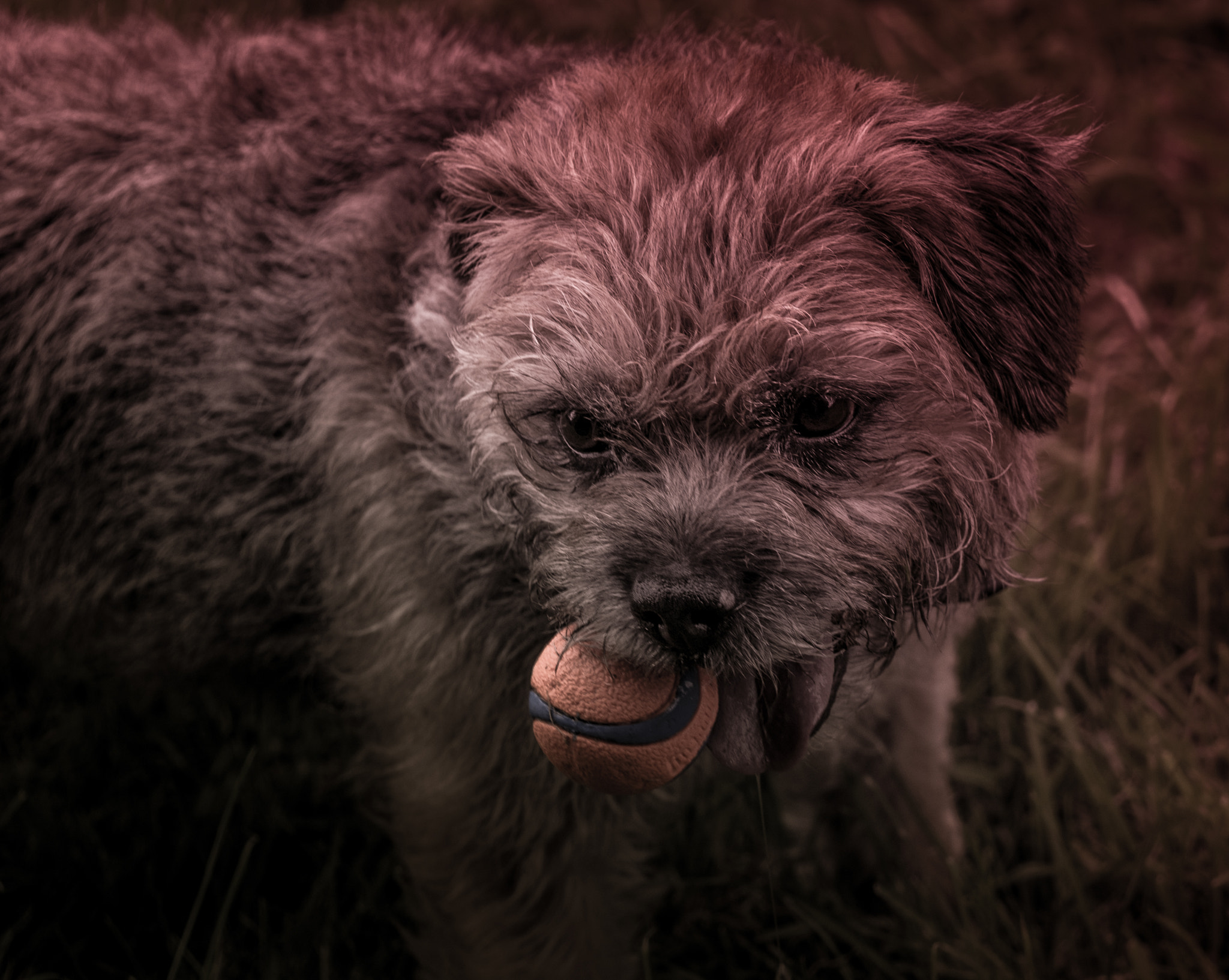 Panasonic Lumix DMC-GM1 sample photo. Total ball focus photography