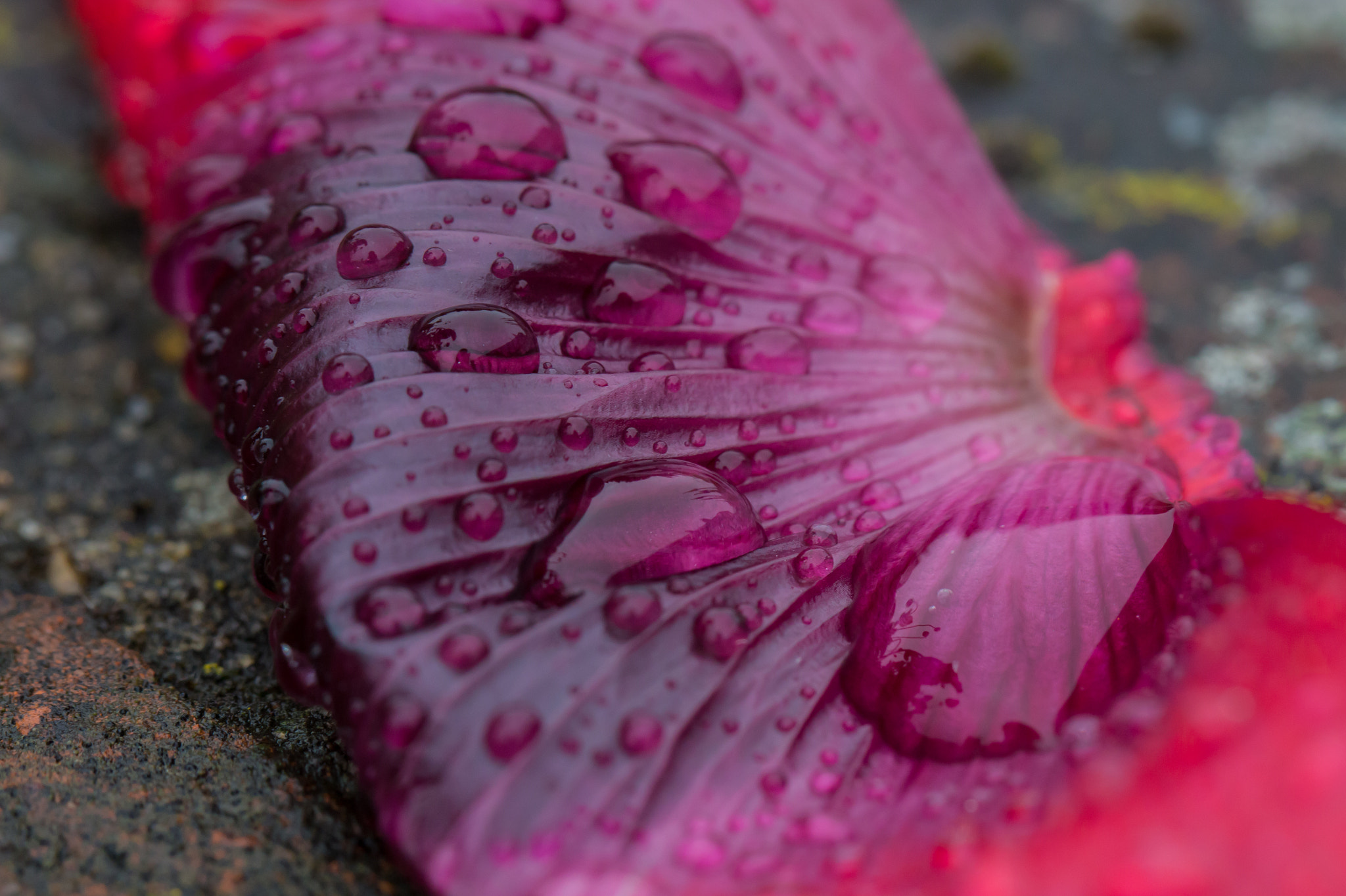 Canon EOS 100D (EOS Rebel SL1 / EOS Kiss X7) + Canon EF 100mm F2.8L Macro IS USM sample photo. A poppy's petal under the rain photography