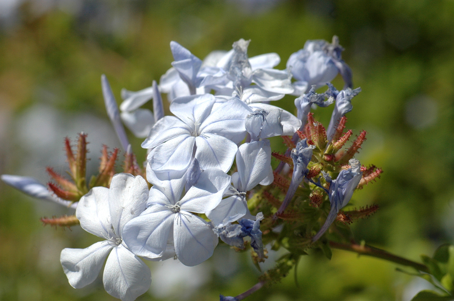 Sigma Macro 90mm F2.8 sample photo. A photography