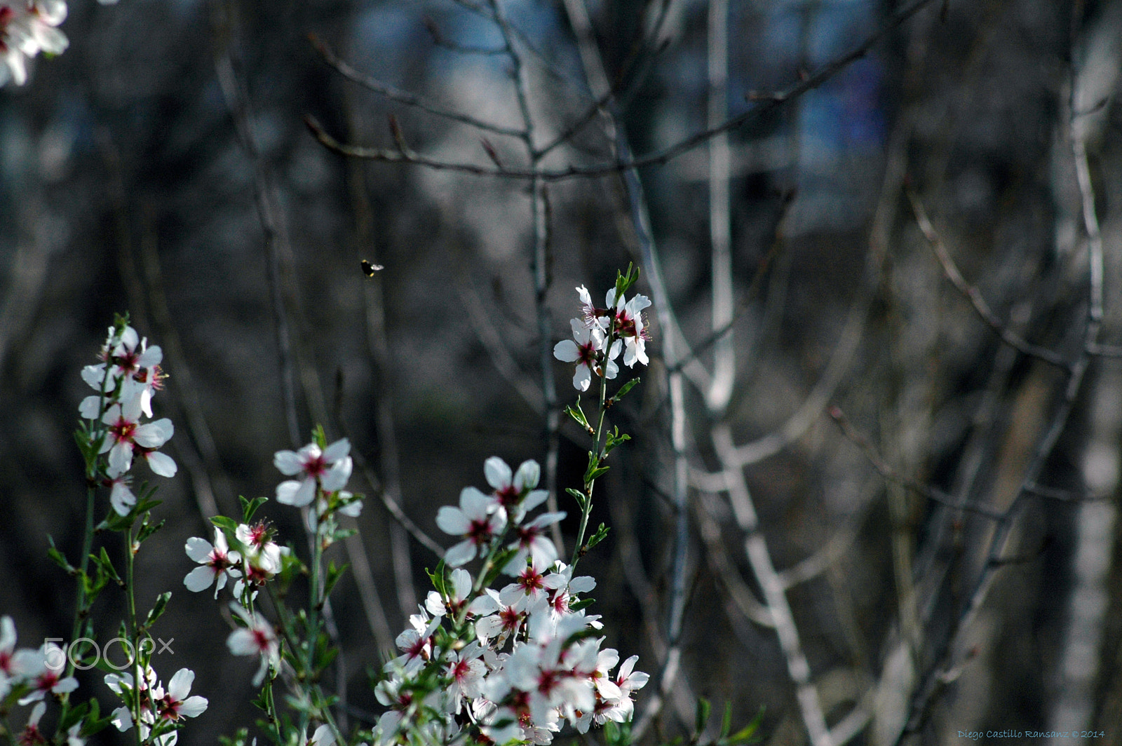 Nikon D70 + AF Nikkor 70-210mm f/4-5.6D sample photo. Up photography