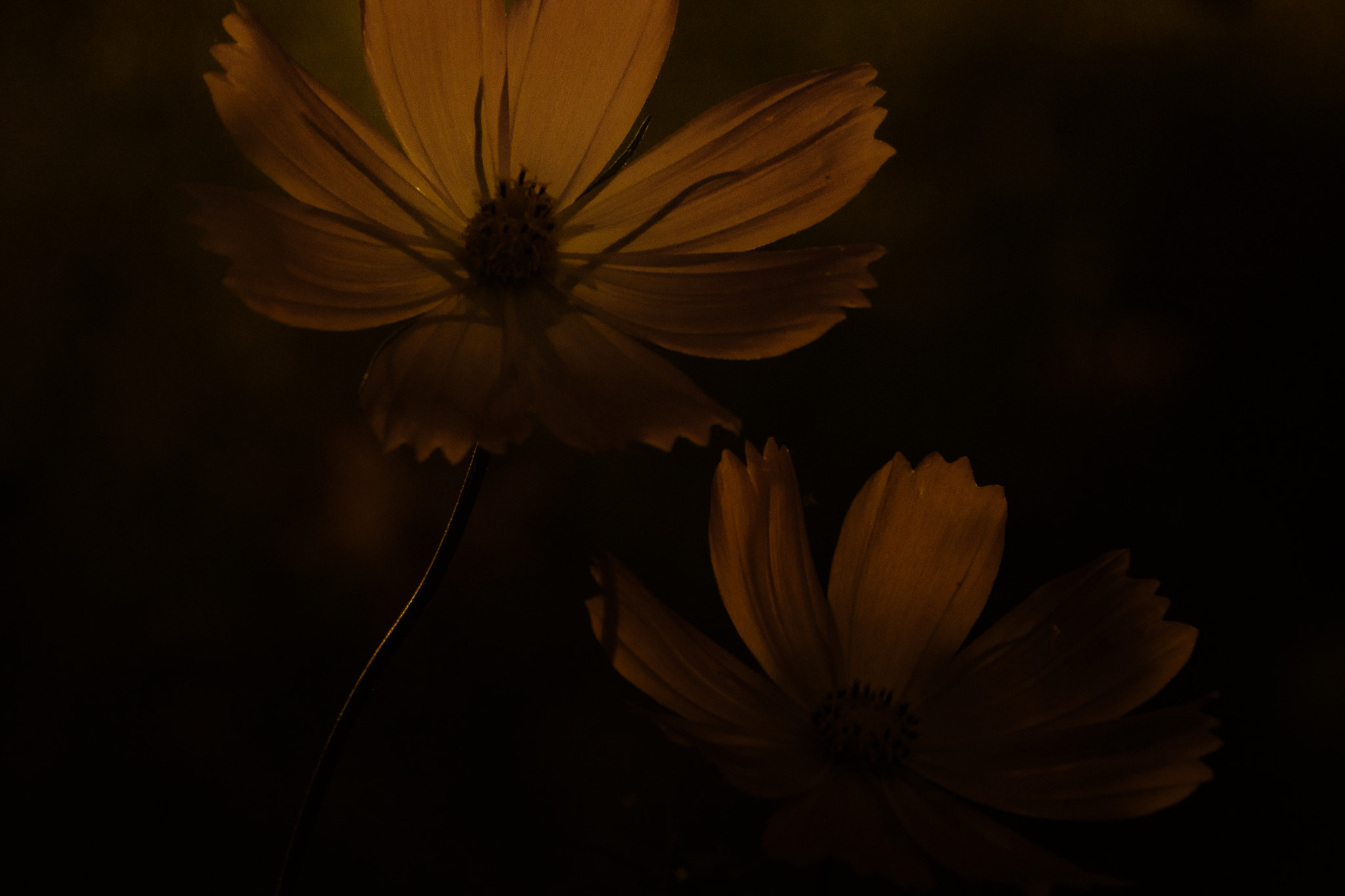 Sony DT 55-200mm F4-5.6 SAM sample photo. Cosmos photography