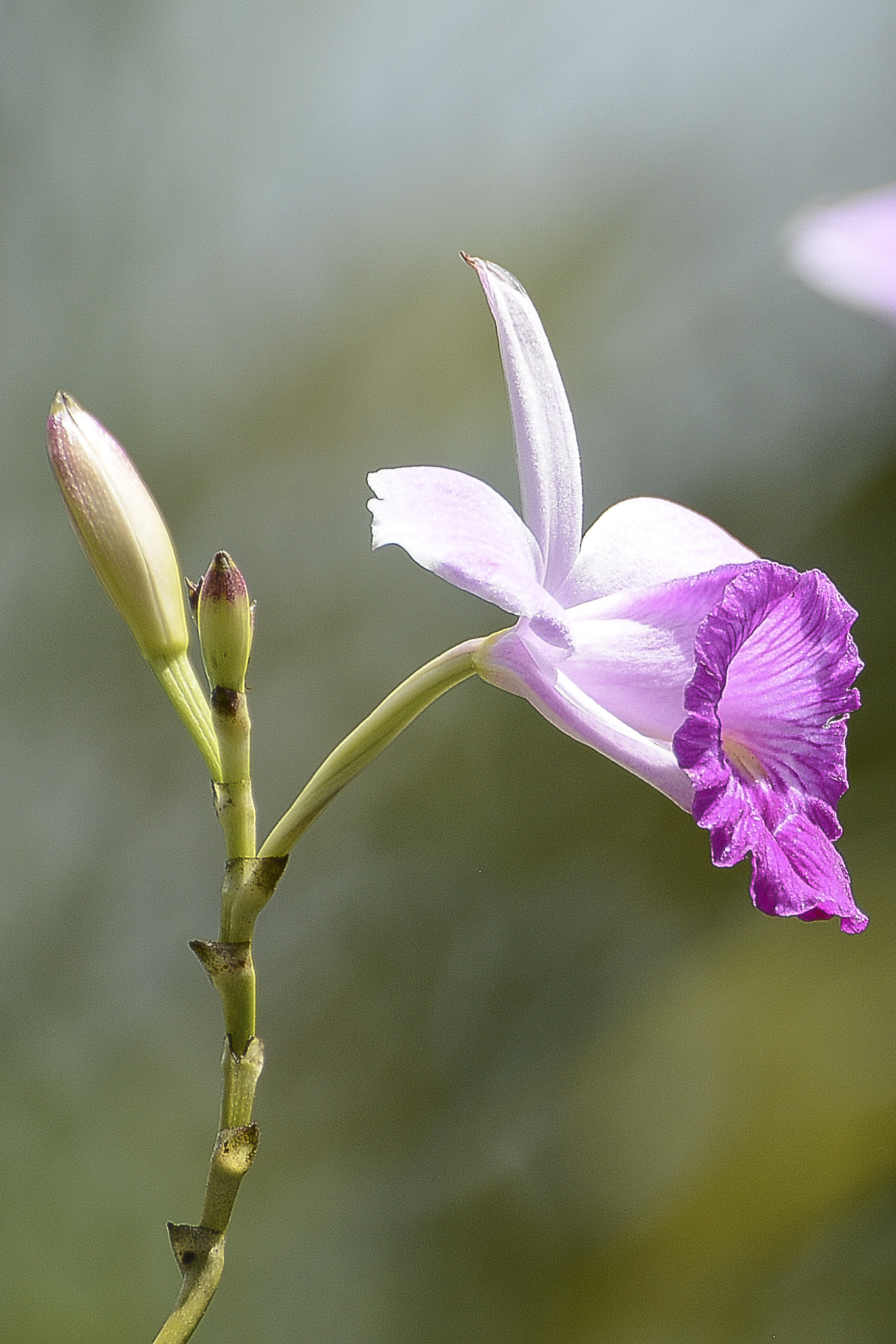 Nikon D7100 + Nikkor 500mm f/4 P ED IF sample photo. A leveza em forma de flor. photography