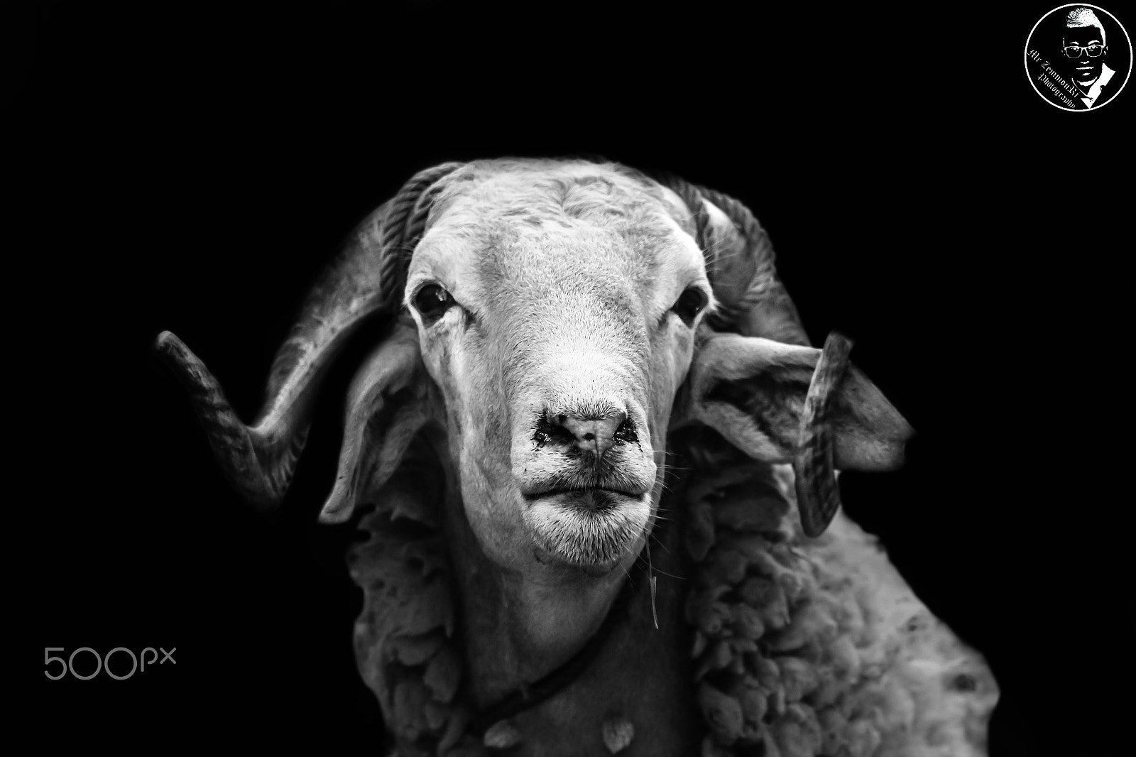 Canon EF-S 55-250mm F4-5.6 IS STM sample photo. Sheep black and white photography
