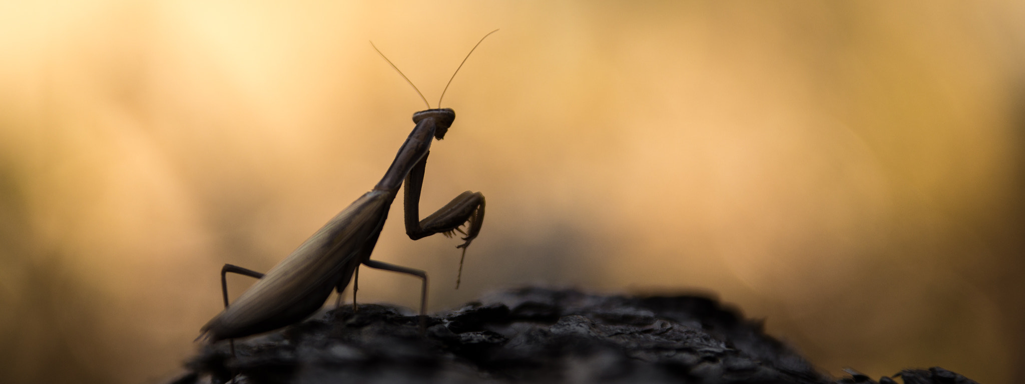 Canon EF 28-300mm F3.5-5.6L IS USM sample photo. Wiigrill photography