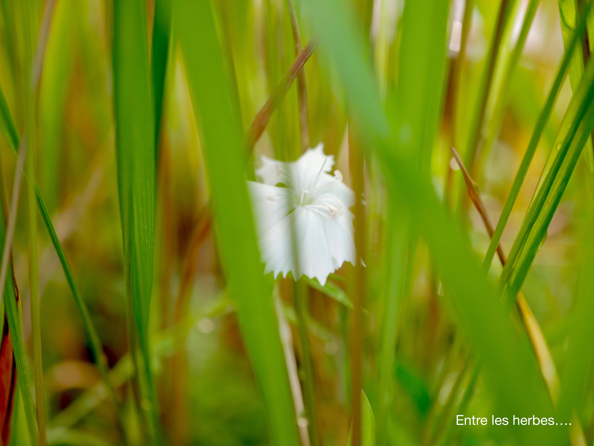 Panasonic DMC-G70 + Panasonic Lumix G Macro 30mm F2.8 ASPH Mega OIS sample photo. E n t r e  l e s  h e r b e s... photography