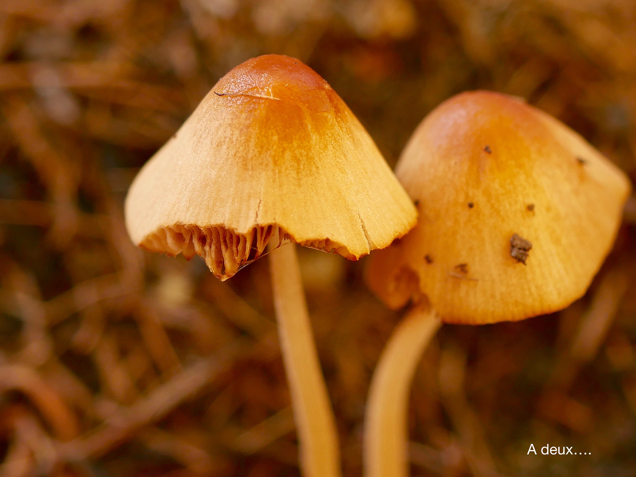 Panasonic Lumix G Macro 30mm F2.8 ASPH Mega OIS sample photo. A   d e u x .... photography