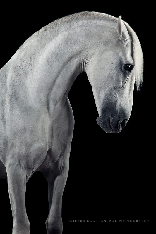 Canon EF 70-200mm F2.8L USM sample photo. Baroque photography