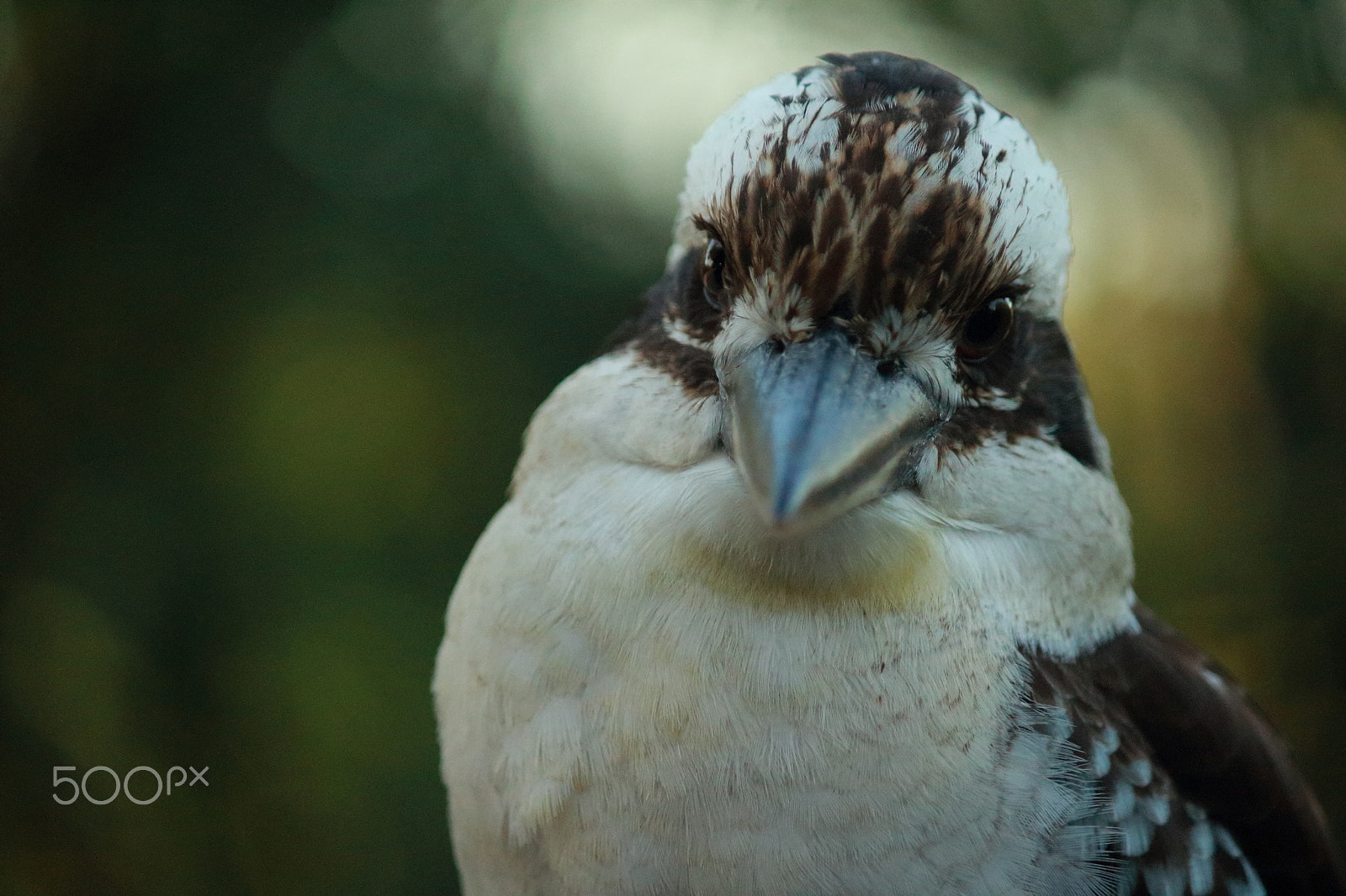 Canon EF-S 55-250mm F4-5.6 IS sample photo. Kookaburra photography