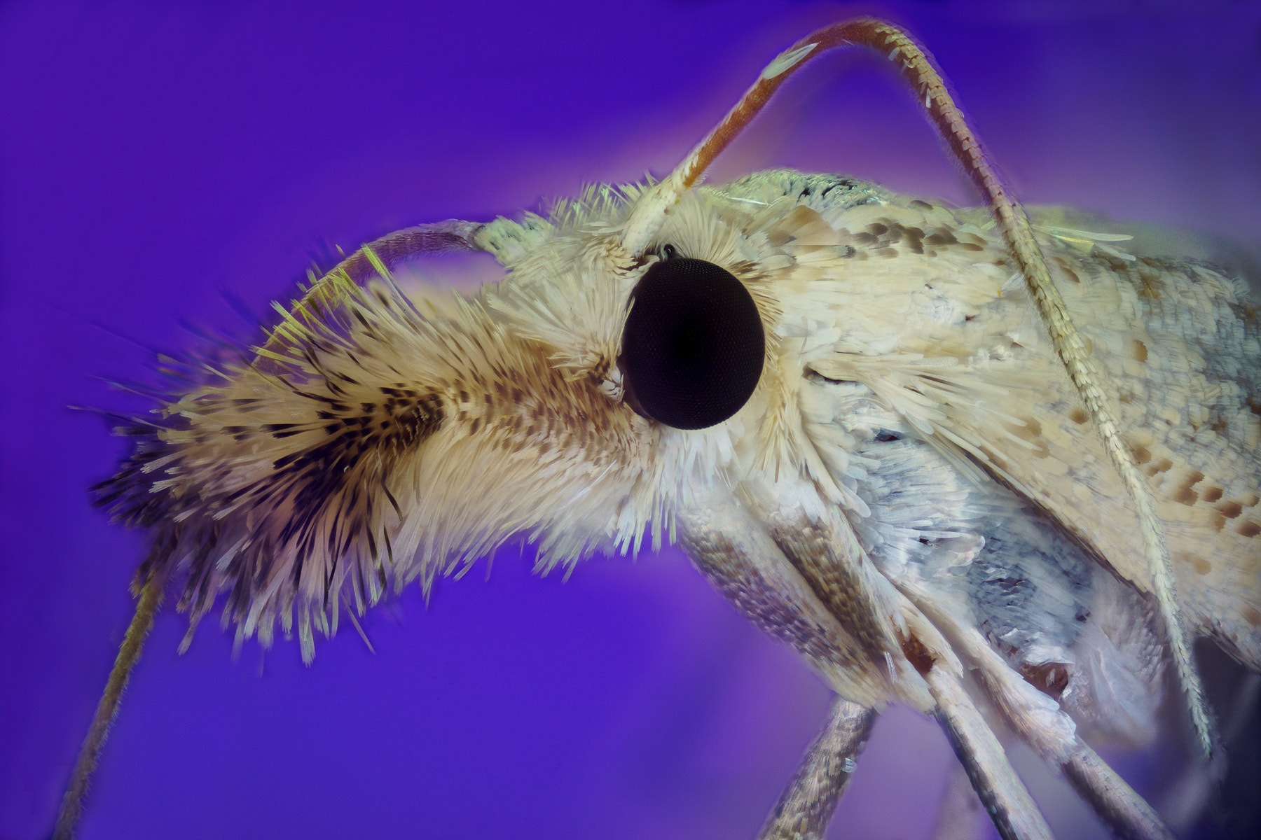 90mm F2.8 sample photo. Moth ii photography