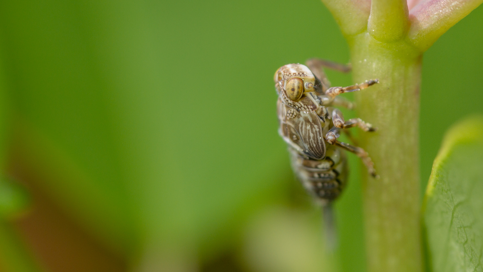 Canon MP-E 65mm F2.5 1-5x Macro Photo sample photo. Issus coleoptratus nymph photography