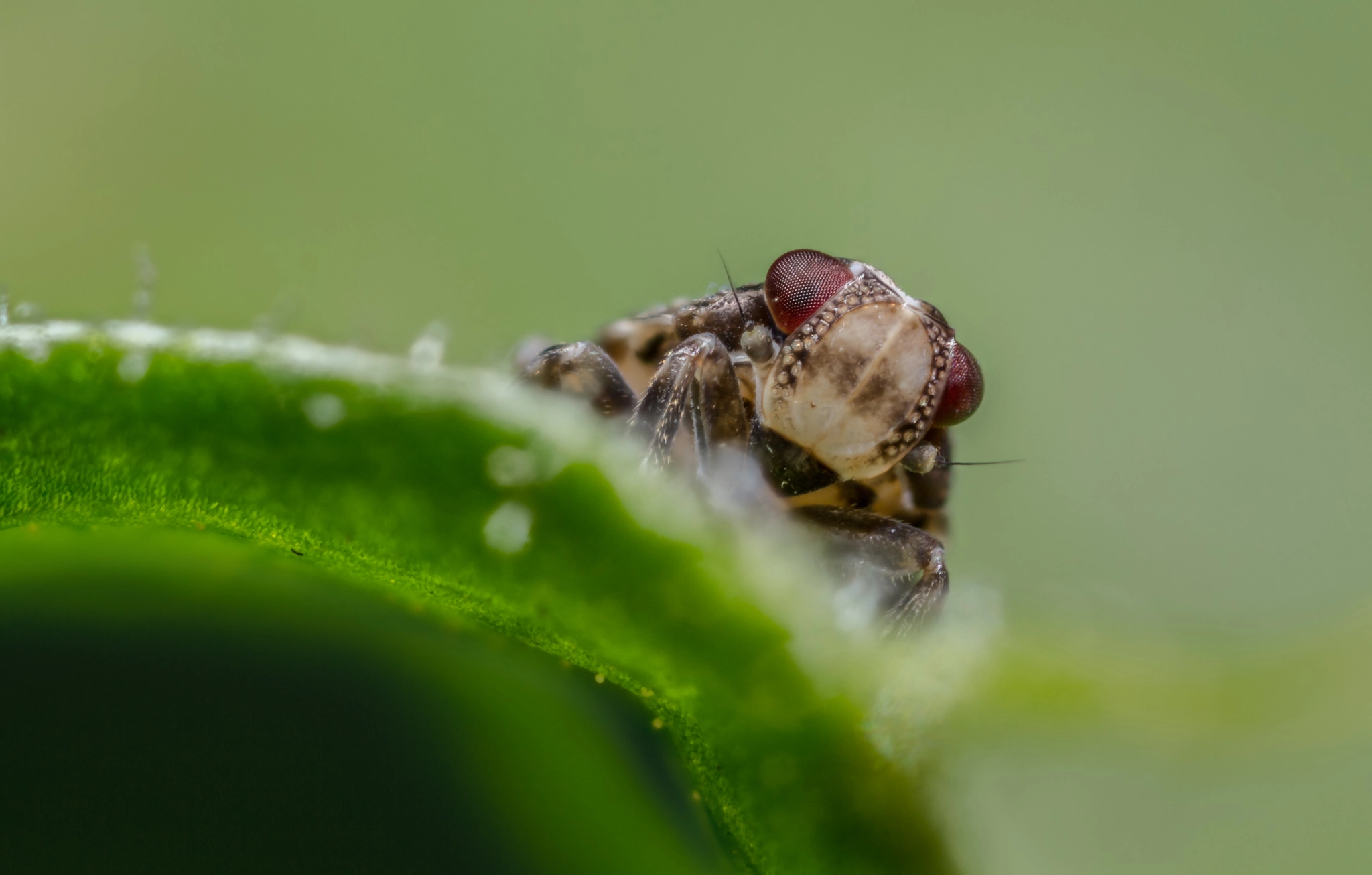 Canon MP-E 65mm F2.5 1-5x Macro Photo sample photo. Issus coleoptratus nymph photography