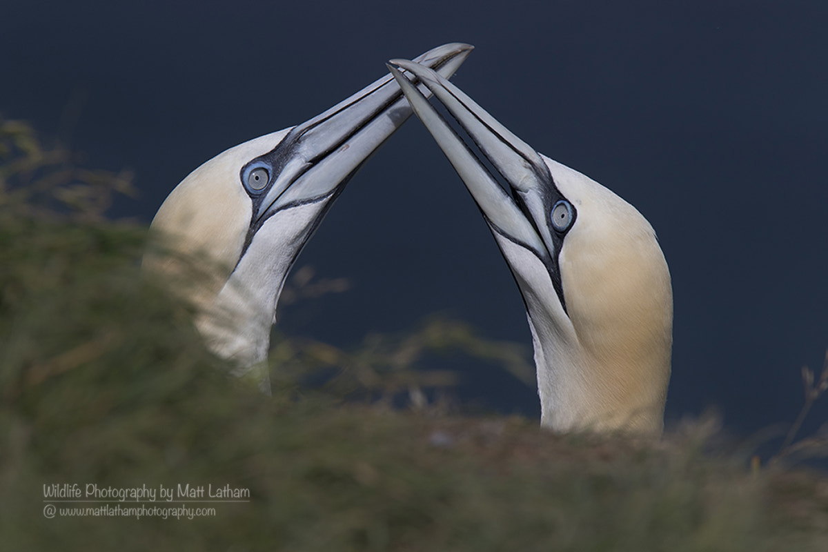 Canon EF 300mm F2.8L IS USM sample photo. Gannet (morus bassanus) photography