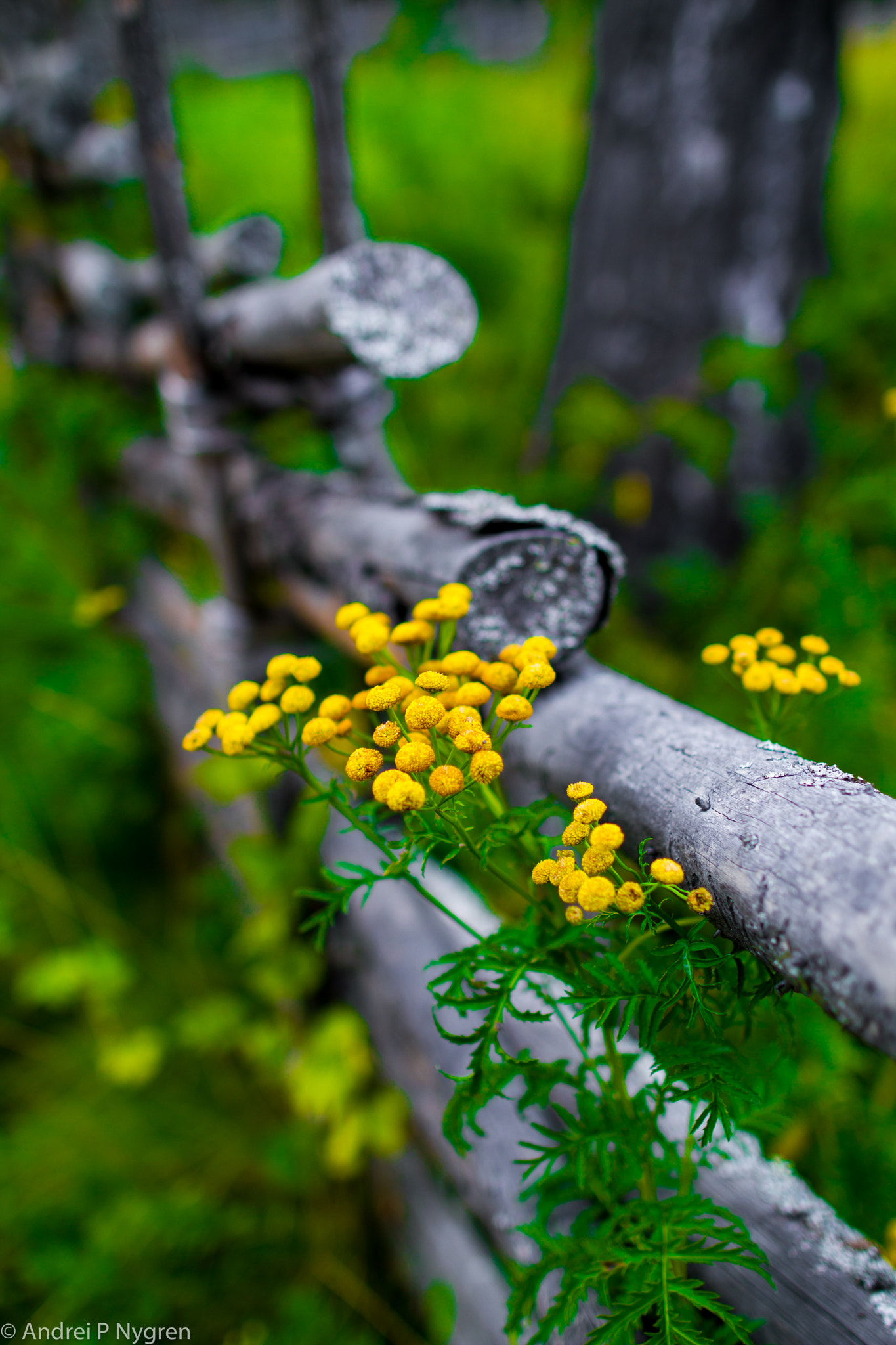Canon EOS 7D + Canon EF 24mm F1.4L II USM sample photo. Yellow flowers photography