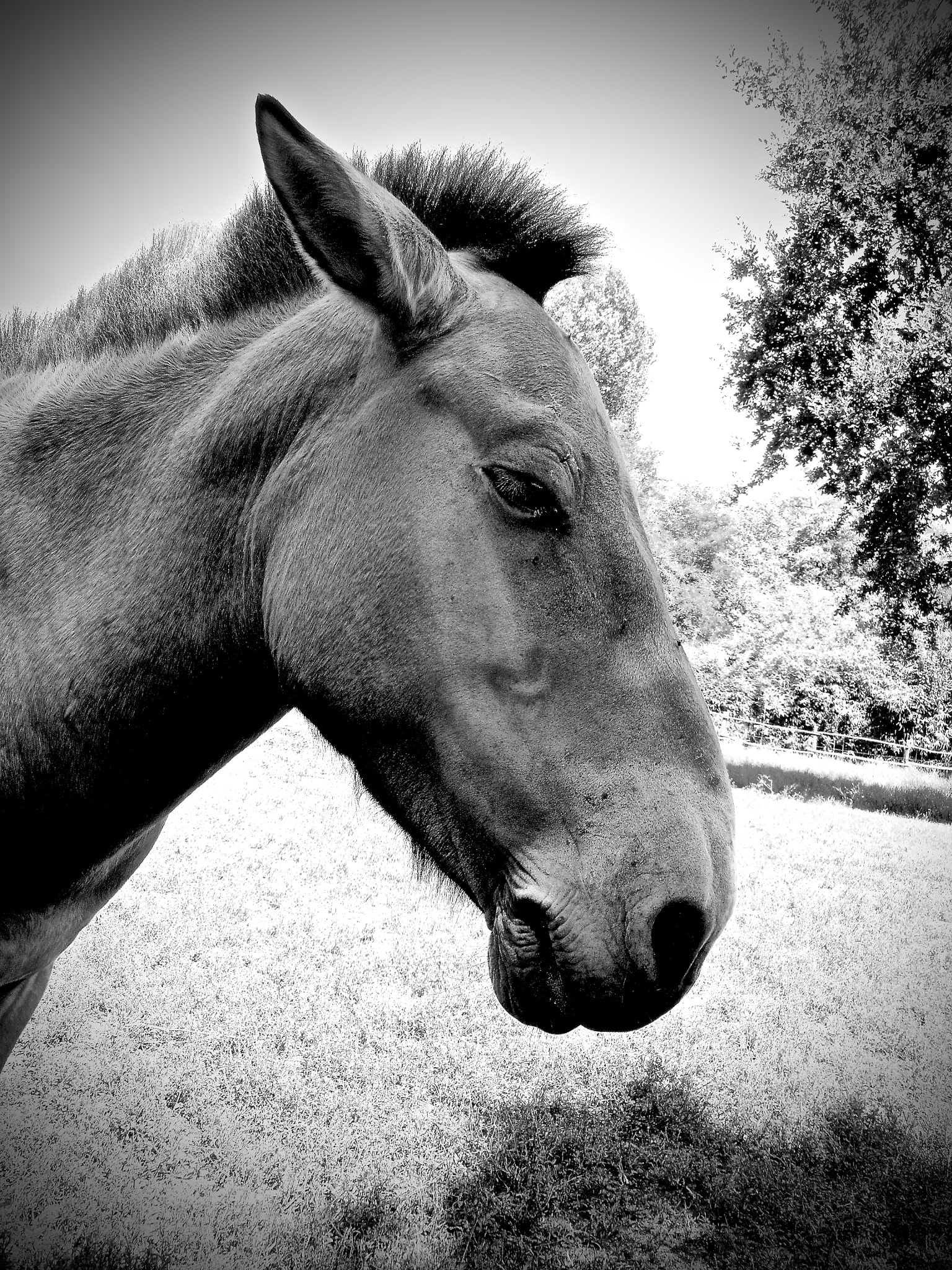 Nikon Coolpix S6100 sample photo. Equus ferus przewalskii photography