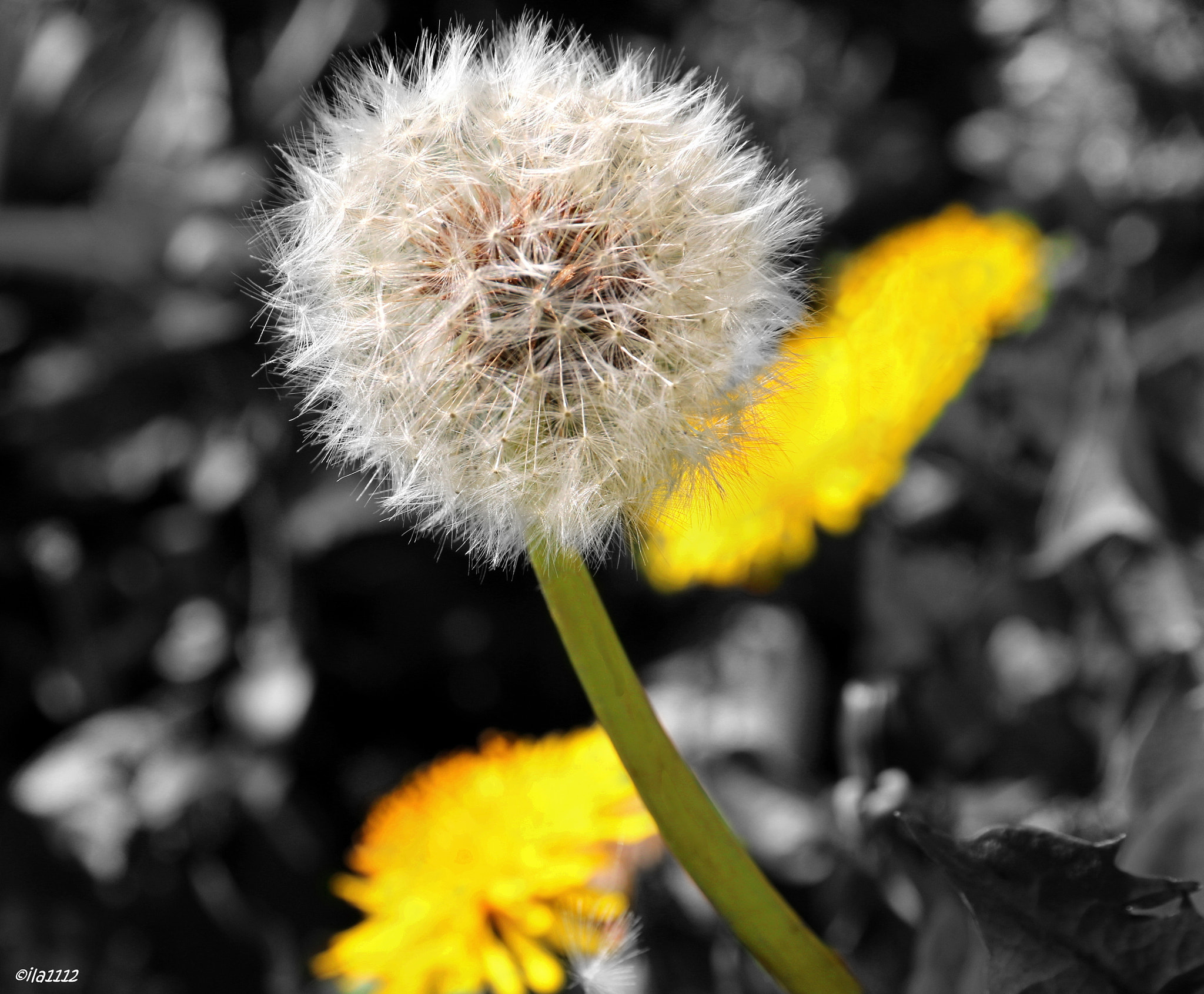 Canon EF-S 15-85mm F3.5-5.6 IS USM sample photo. Pusteblume photography
