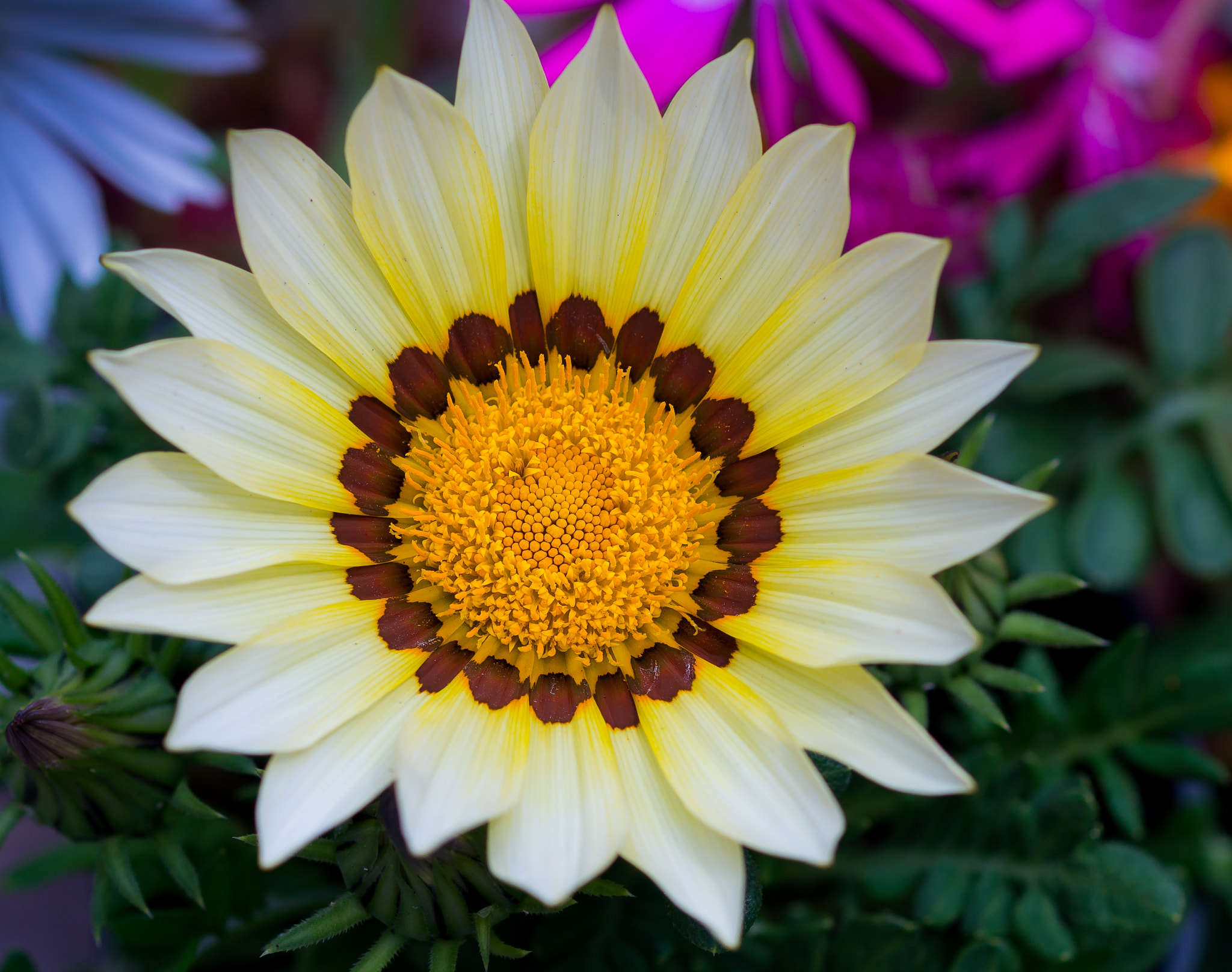 Sony SLT-A77 + Sony 100mm F2.8 Macro sample photo. Gazania. photography