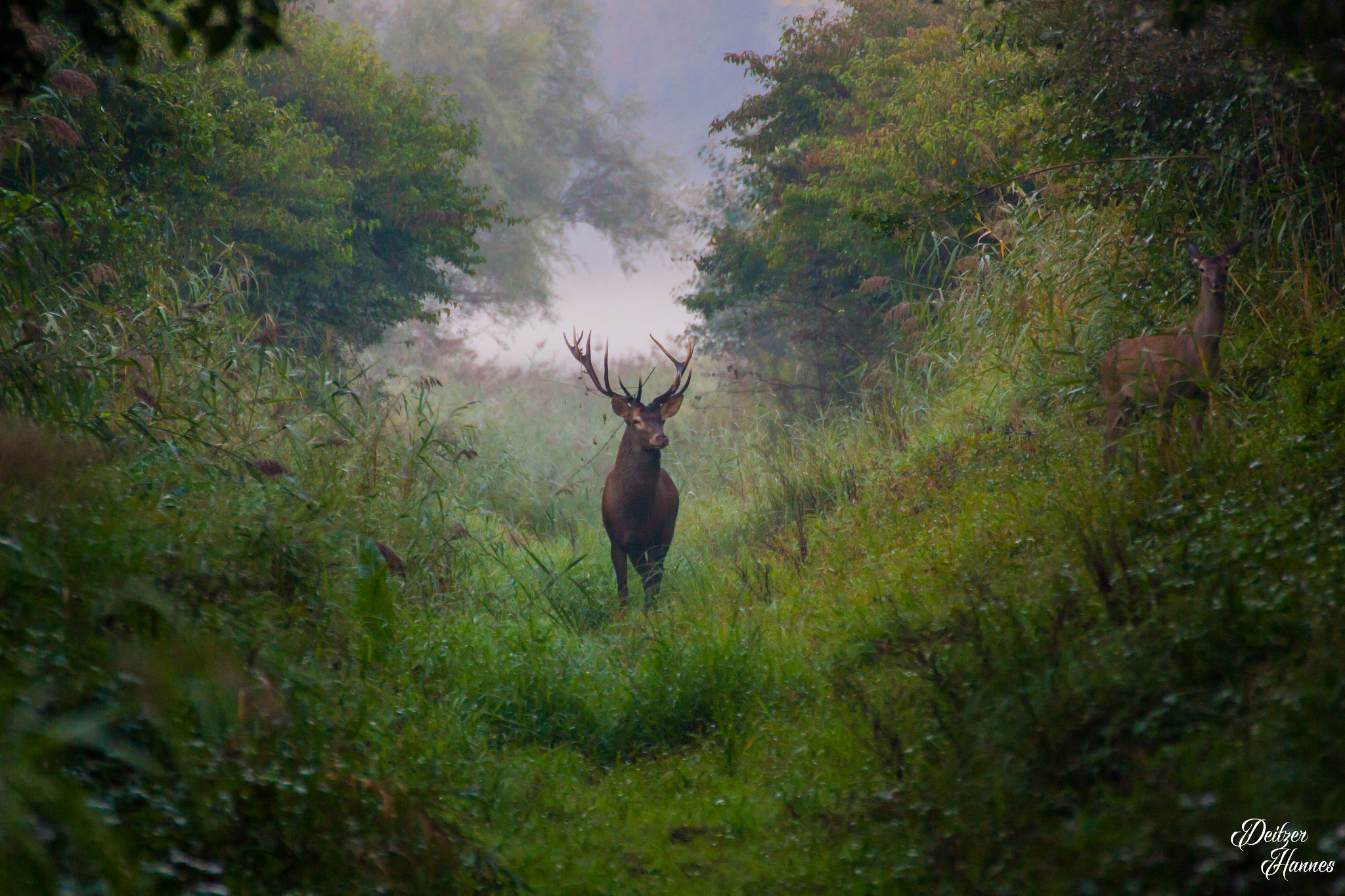 Tamron SP 35mm F1.8 Di VC USD sample photo. Deer photography