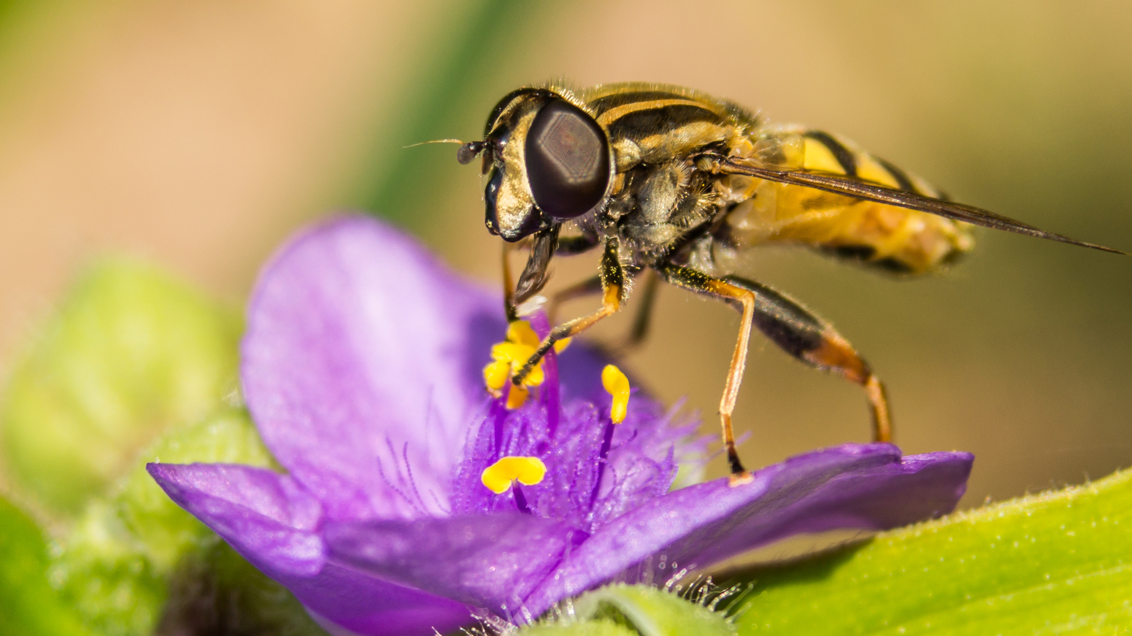 Tokina 80-400mm F4.5-5.6 AT-X AF II 840 sample photo. Hoverfly on tour photography