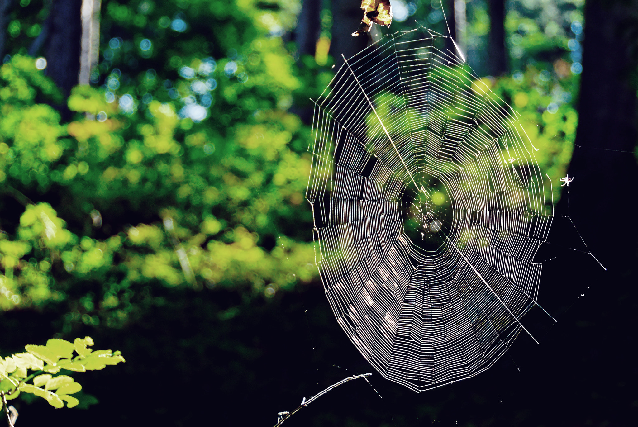 Nikon D200 sample photo. Toile photography