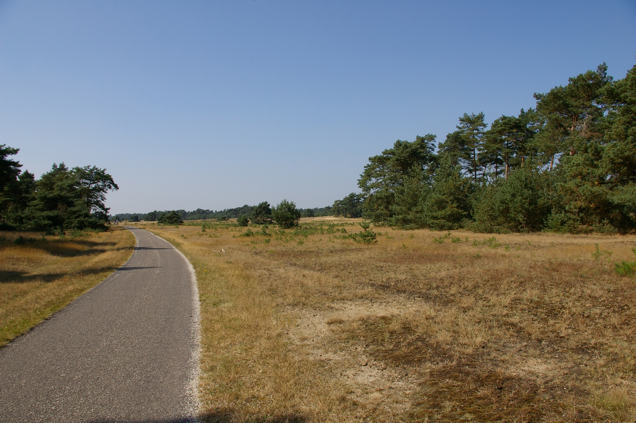 Pentax *ist DL sample photo. Veluwe - i photography