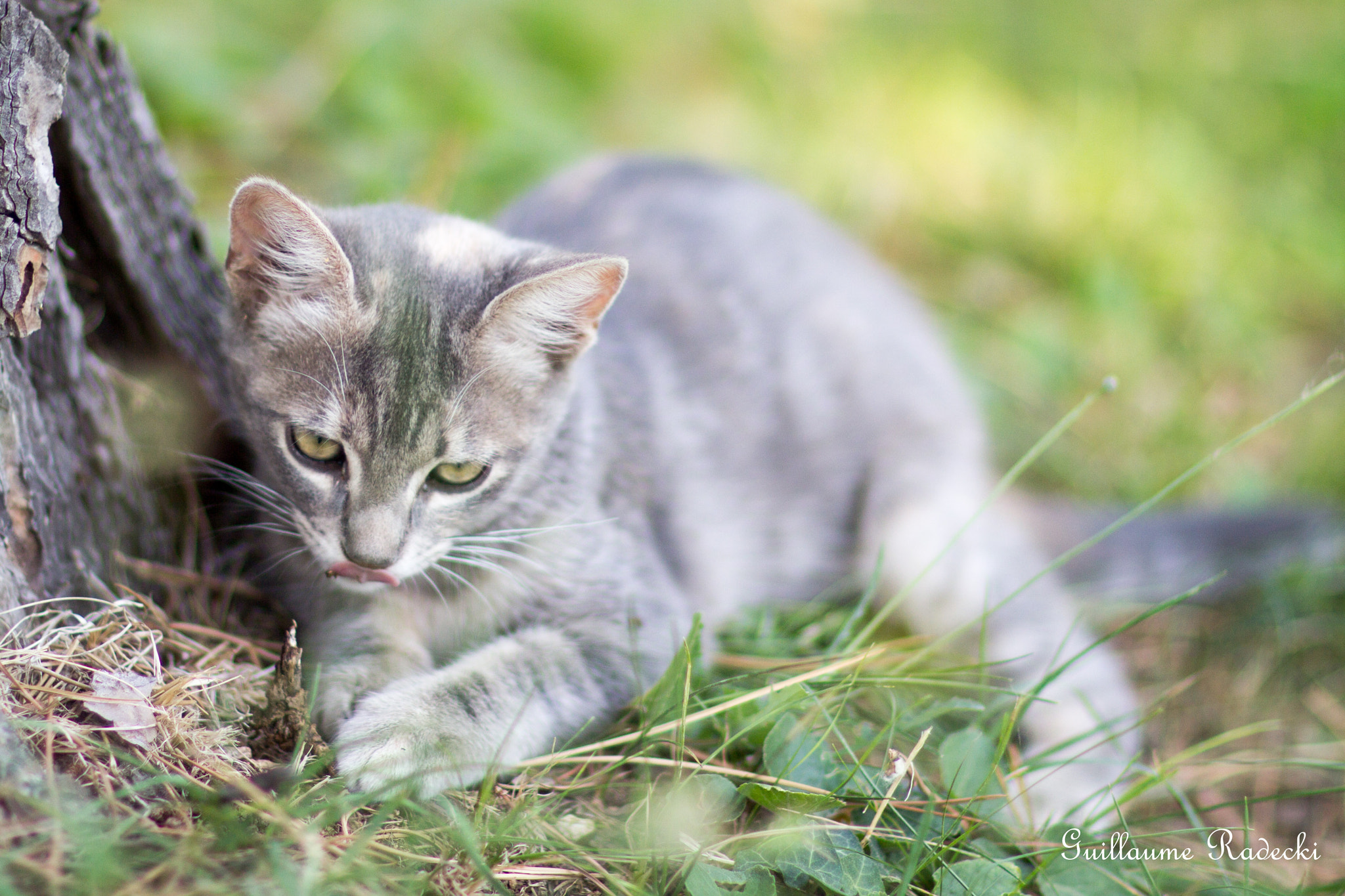 Canon EOS 60D + Canon EF 85mm F1.2L II USM sample photo. Miry photography