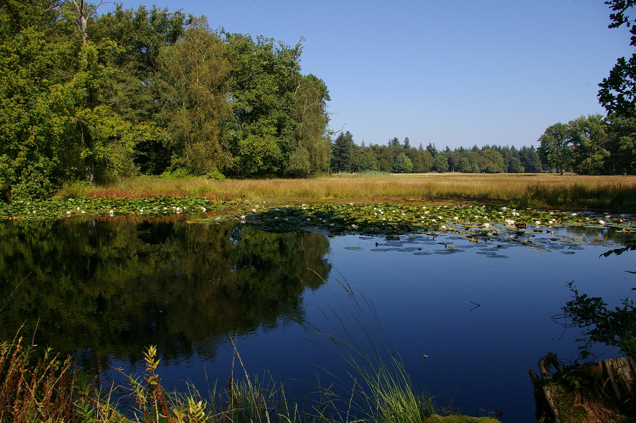 Pentax *ist DL sample photo. Veluwe - ii photography