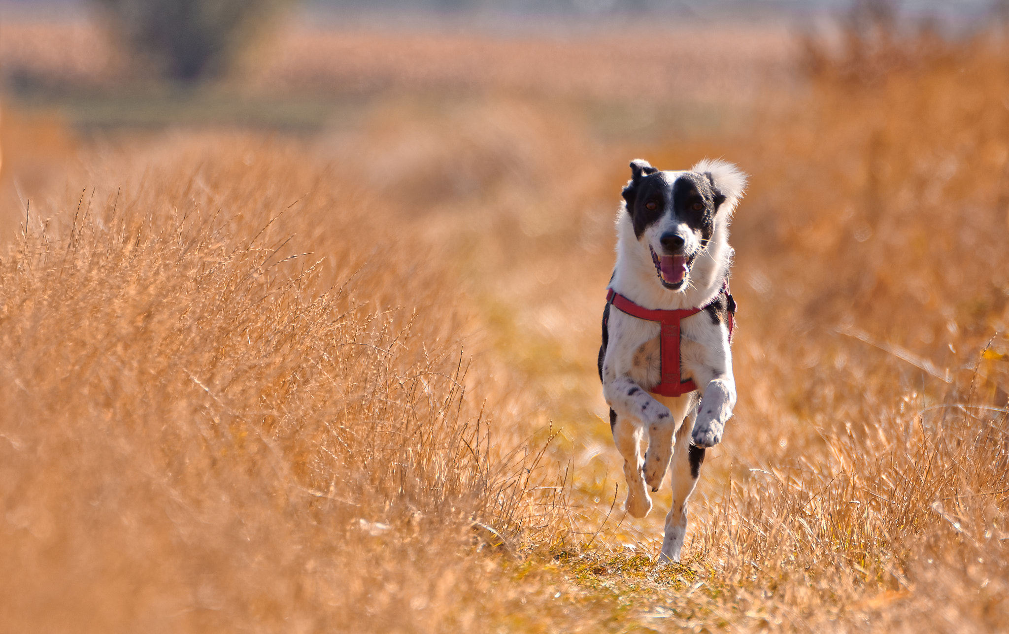 Tamron SP 70-200mm F2.8 Di VC USD sample photo. Happiness photography