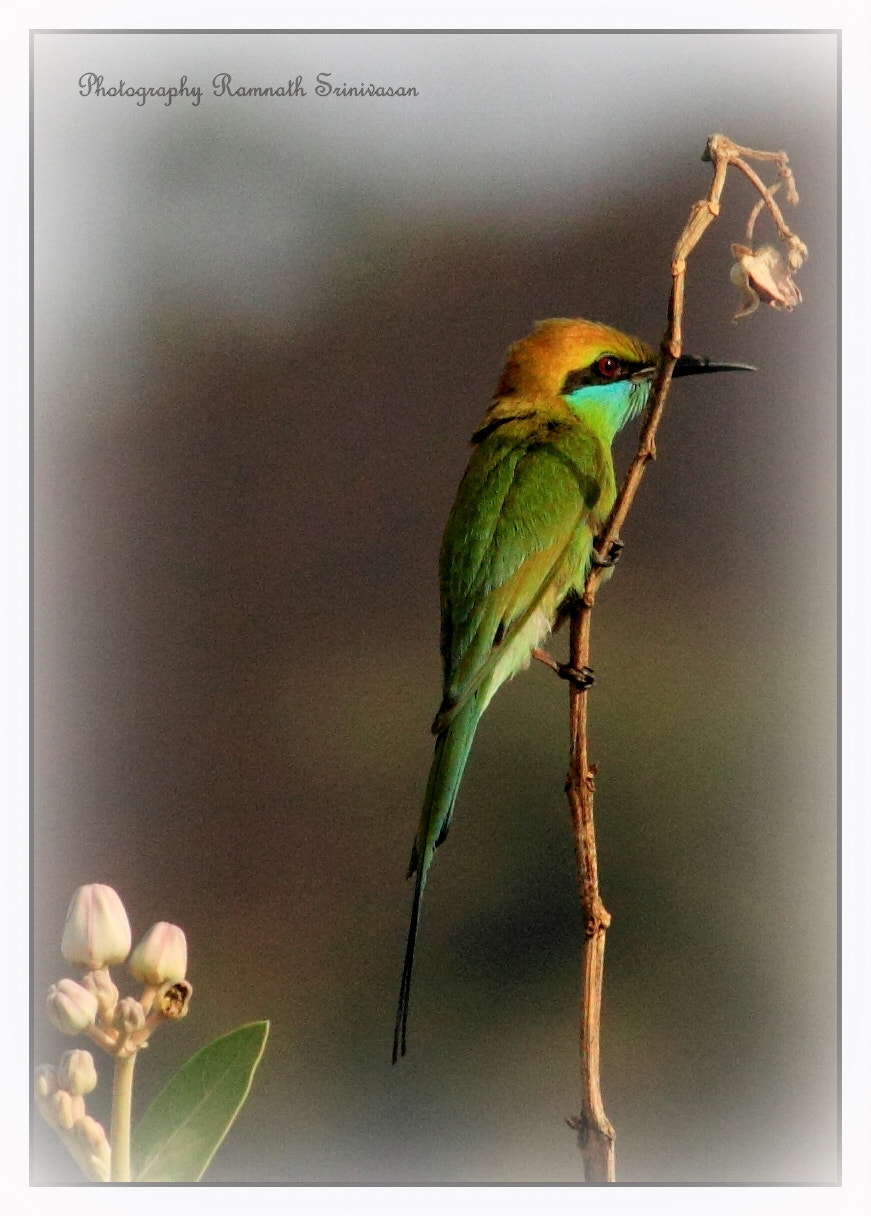 Canon EOS 550D (EOS Rebel T2i / EOS Kiss X4) + Canon EF-S 55-250mm F4-5.6 IS II sample photo. Green bee-eater photography
