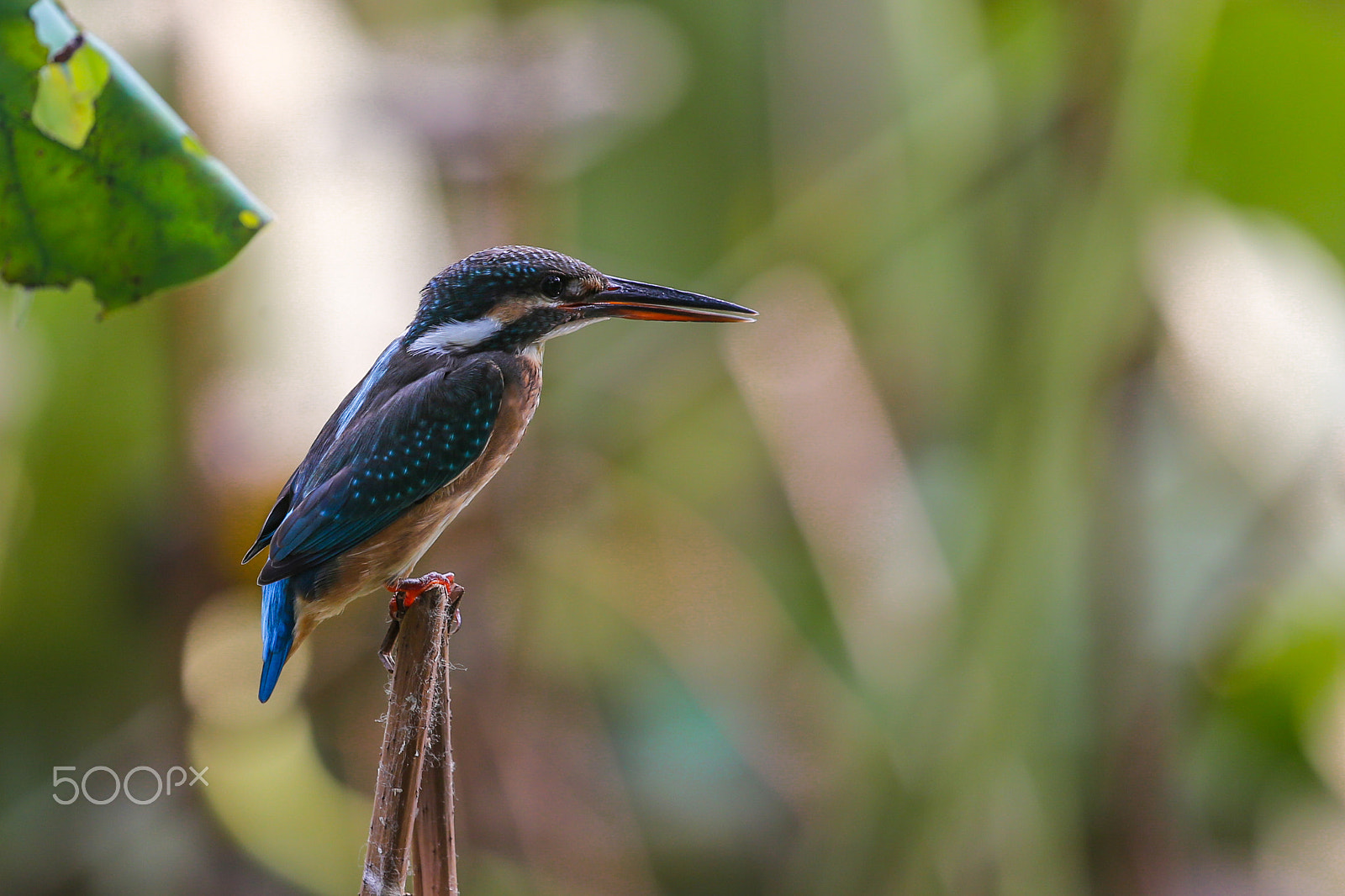 Canon EF 100-400mm F4.5-5.6L IS USM sample photo. Alcedo atthis photography