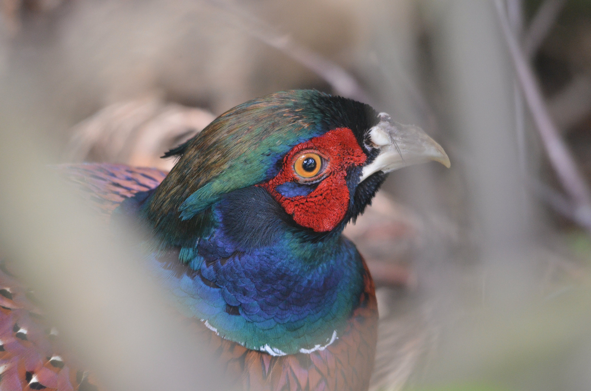 Sigma 150-500mm F5-6.3 DG OS HSM sample photo. Hiding in plain sight photography