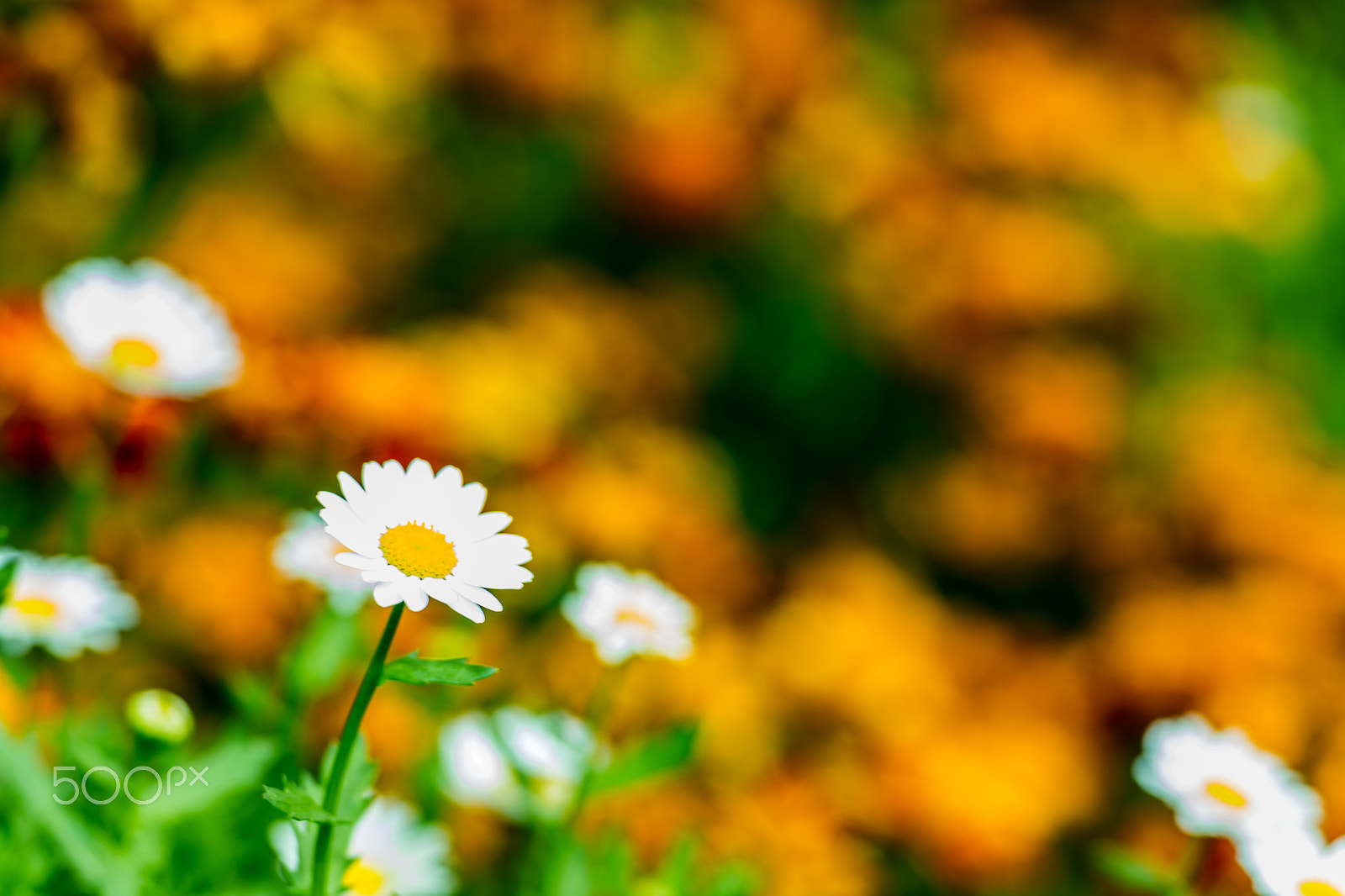 Voigtlander APO-Lanthar 90mm f/3.5 SLII Close Focus sample photo. Yellow bokeh photography